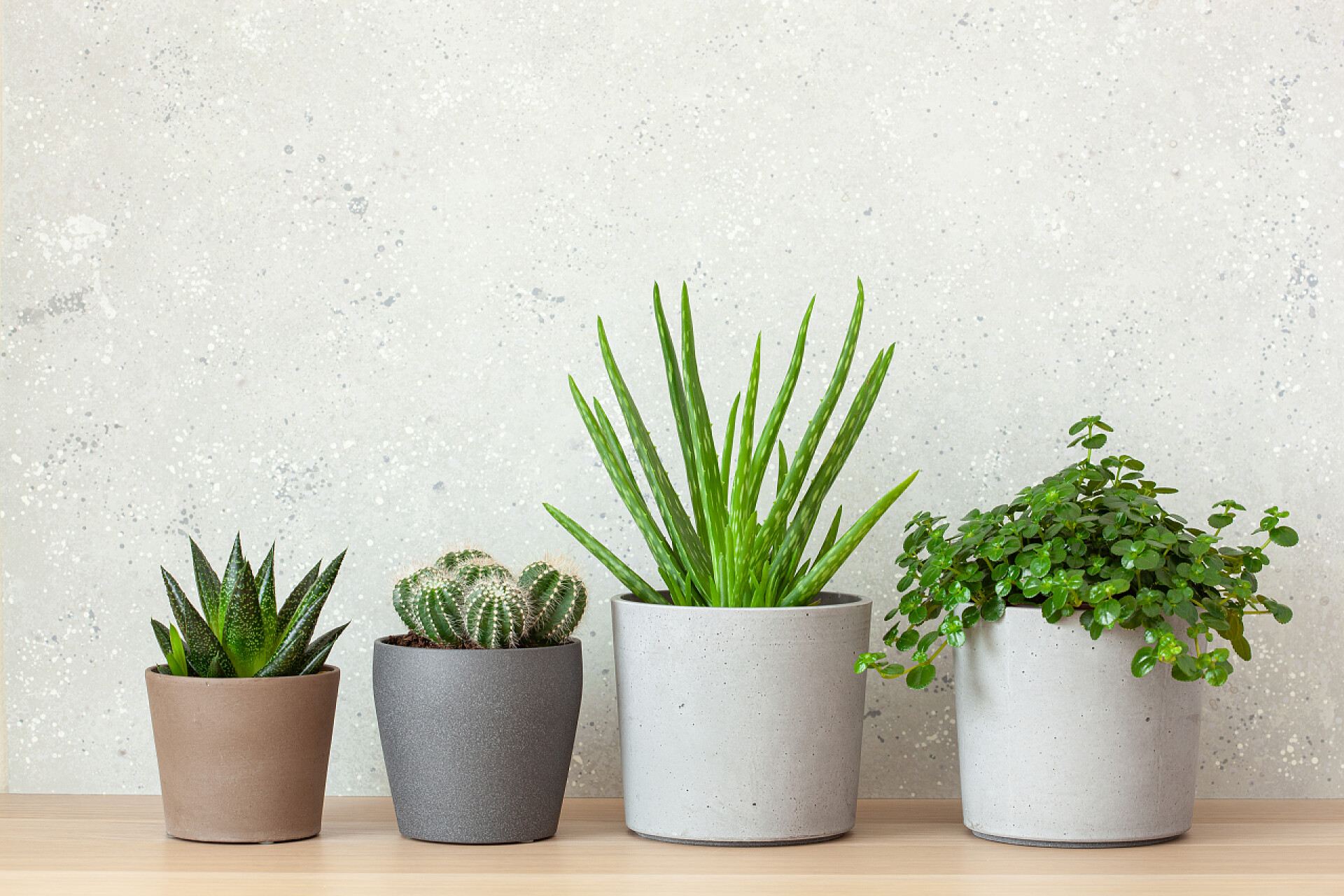 桌子上的四个花盆绿色家居植物肉质芦荟，雌雄同体，柔毛抑郁症a