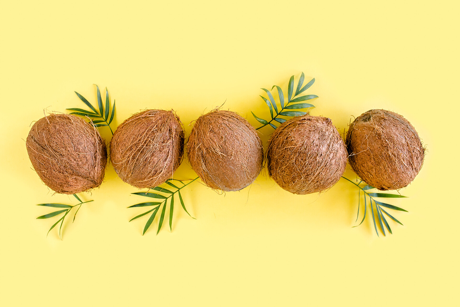 黄色背景前的几个肉丸和迷迭香椰子树和热带棕榈叶的图案呈黄色背景.热带抽象背景。平躺在地上，俯瞰四周.