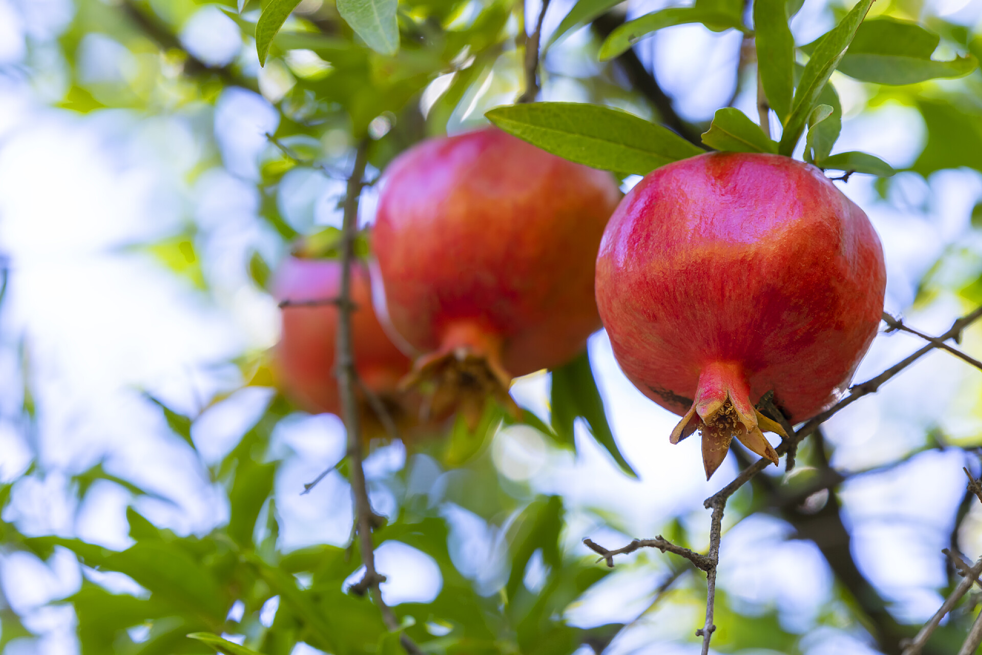 树上长的红石榴秋天，树上的石榴成熟了