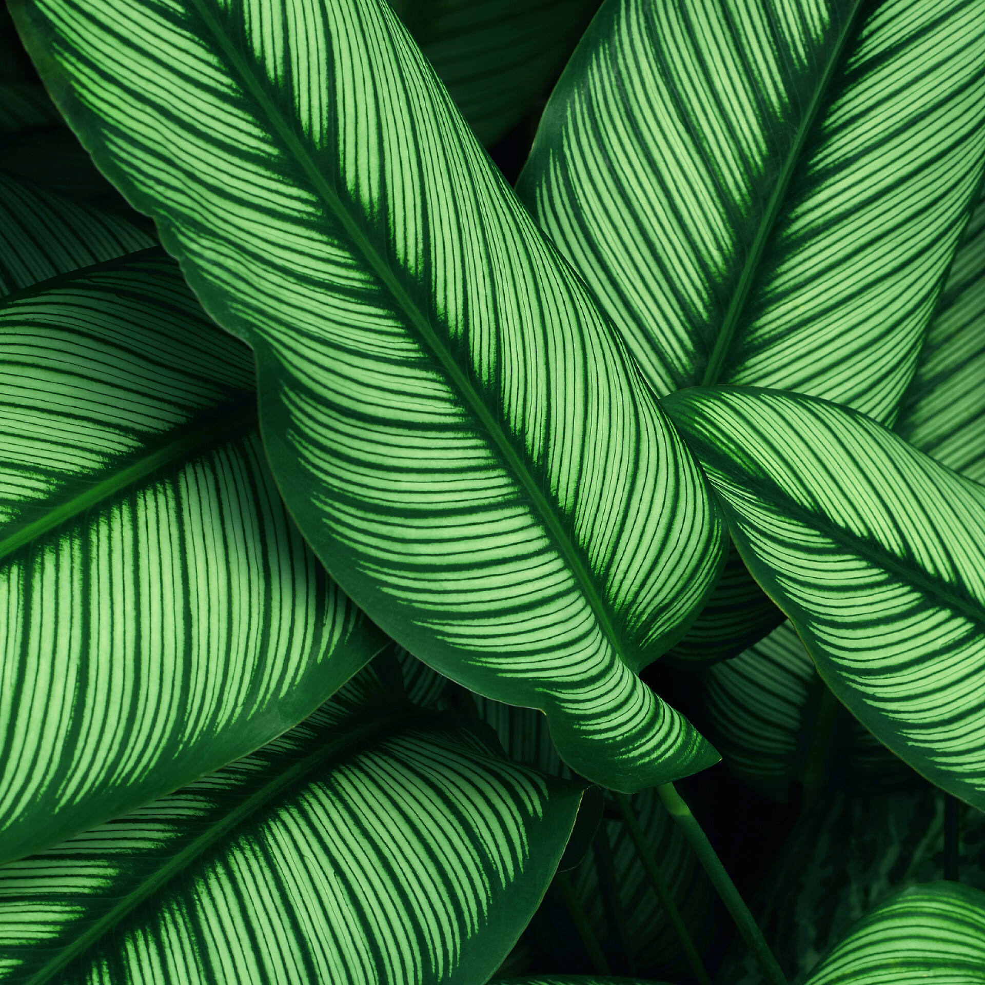 绿色叶子的纹理感热带森林绿叶纹理的近景背景与艺术创作生态自然的概念风格.