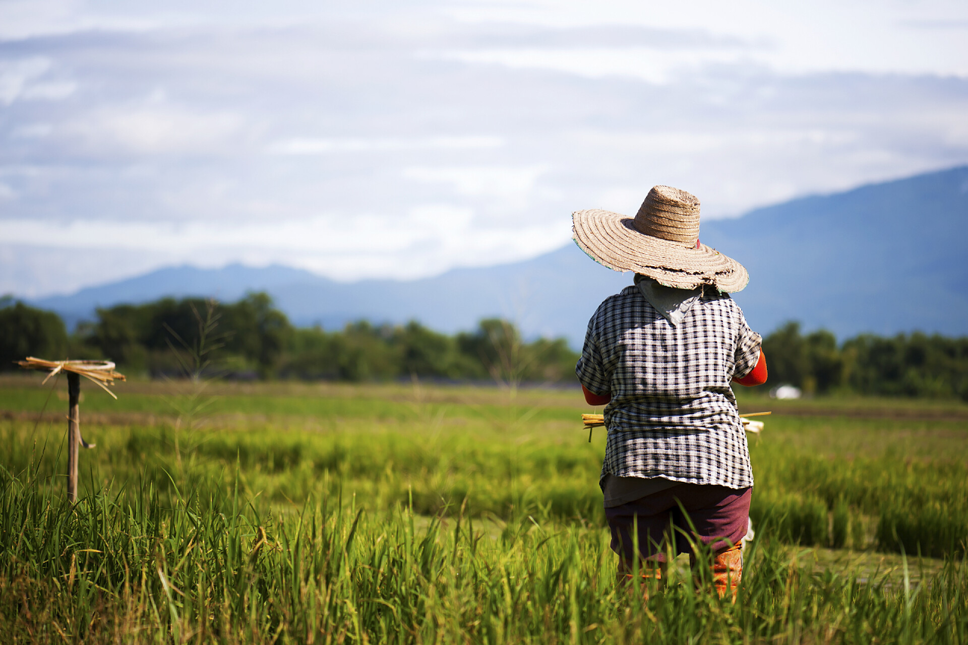 在稻田里忙碌的农民亚洲农民在稻田里移植水稻幼苗，农民在雨季种植水稻