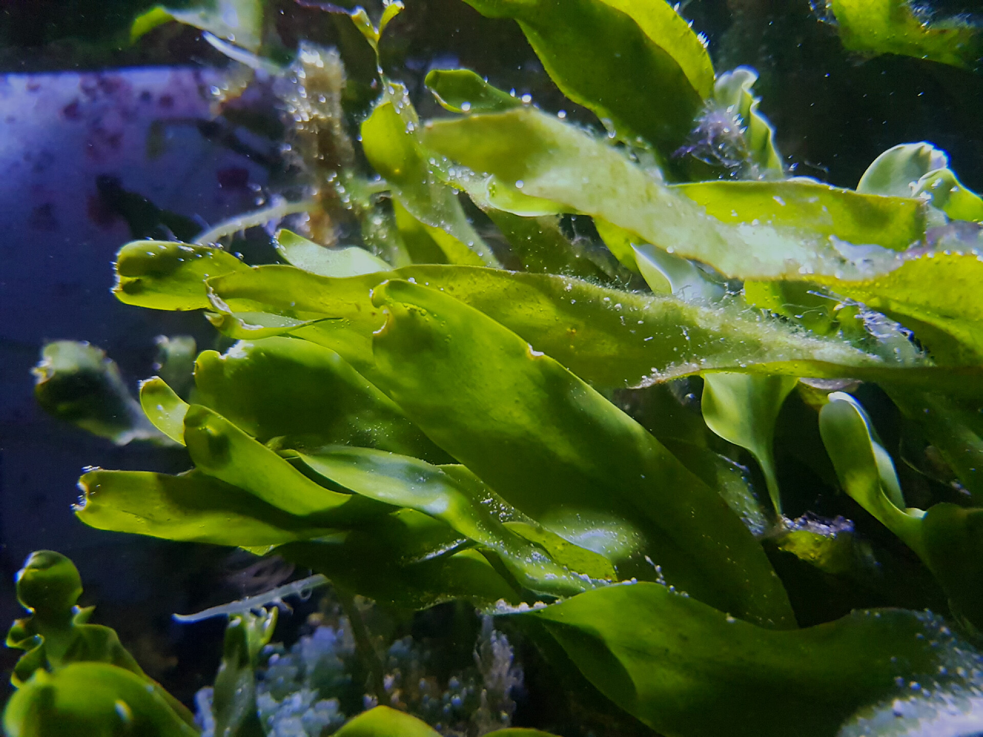 水族箱里的绿色海带咸水珊瑚礁水族箱补给系统中的Caulerpa增殖