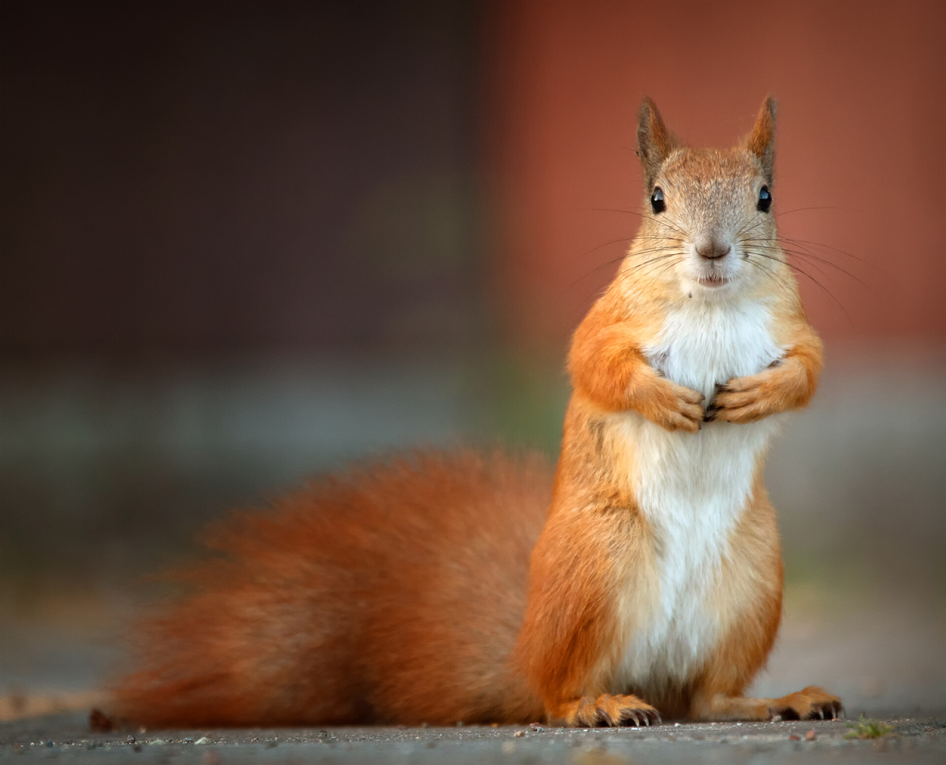 一个可爱的小松鼠站在路中拿着坚果松鼠在路上的公园里发现了一个坚果，想伸手去抓它，然后嗅了嗅。有选择的重点.