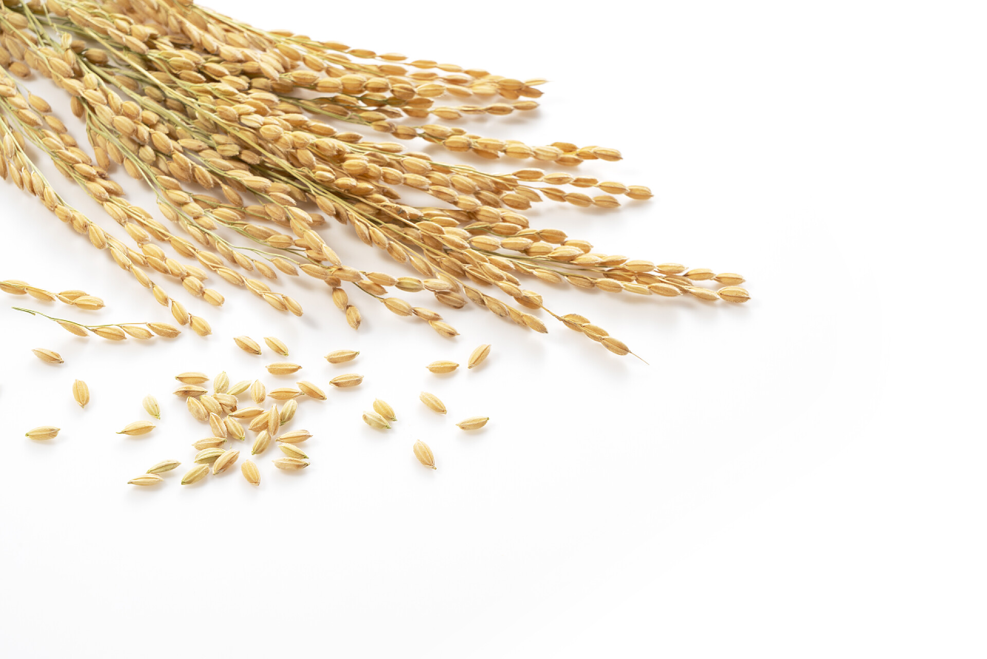 白色桌子上的黄色麦穗白色背景下的稻穗，有复制空间