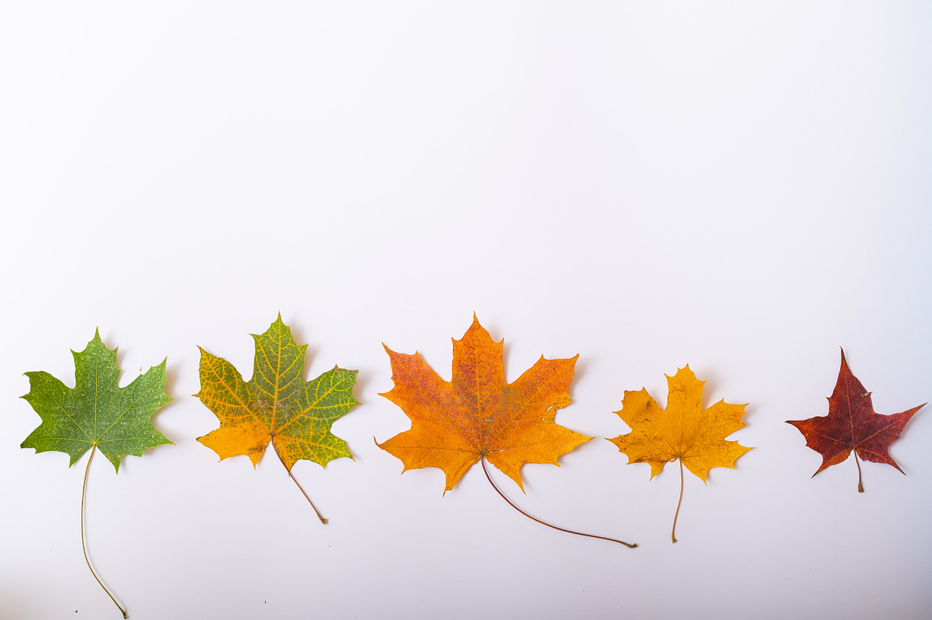 白色背景墙的叶子变化枫叶从绿色到黄色渐变.季节变化的概念