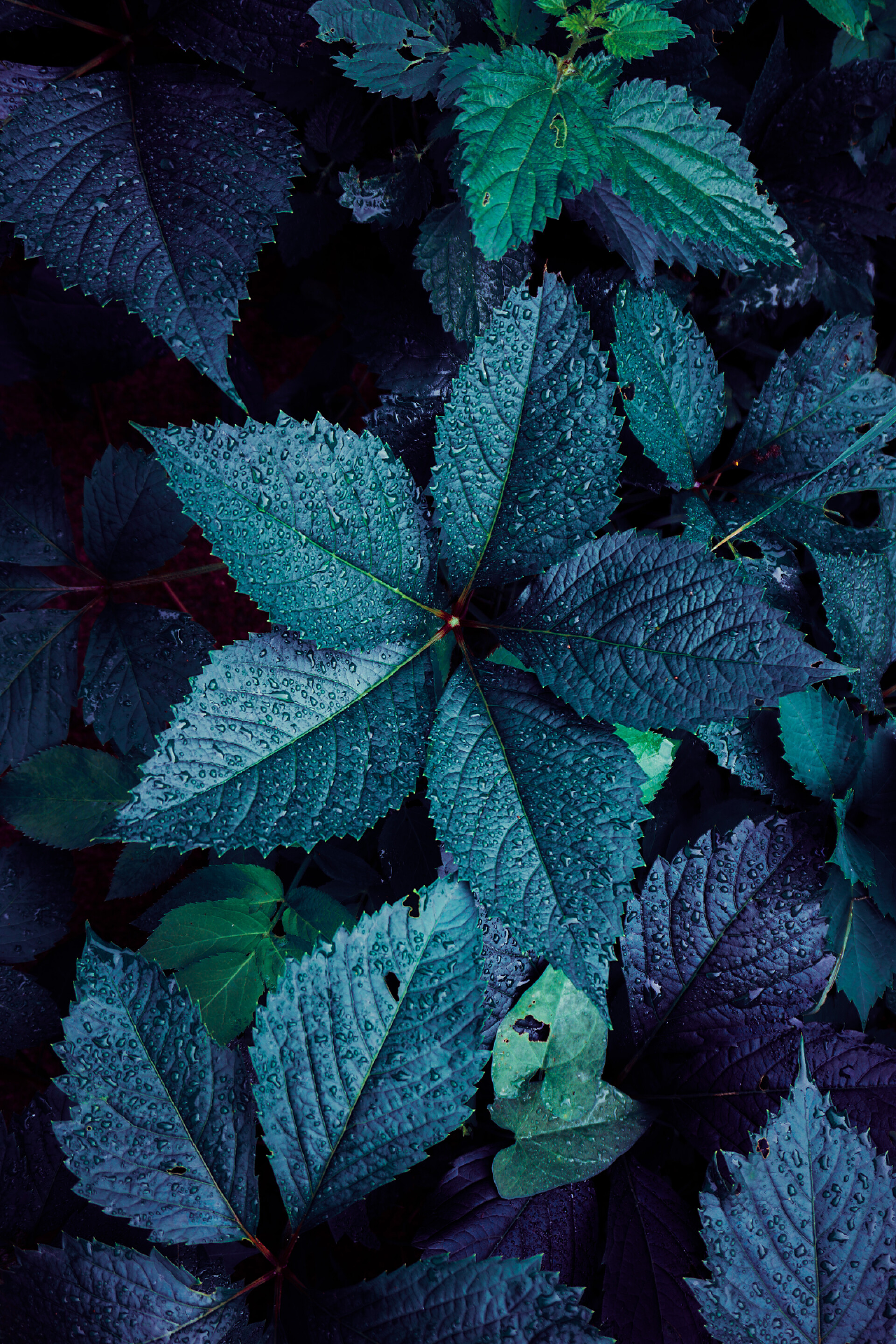 蓝绿色的植物                   秋天花园里的蓝色植物叶子，蓝色背景             