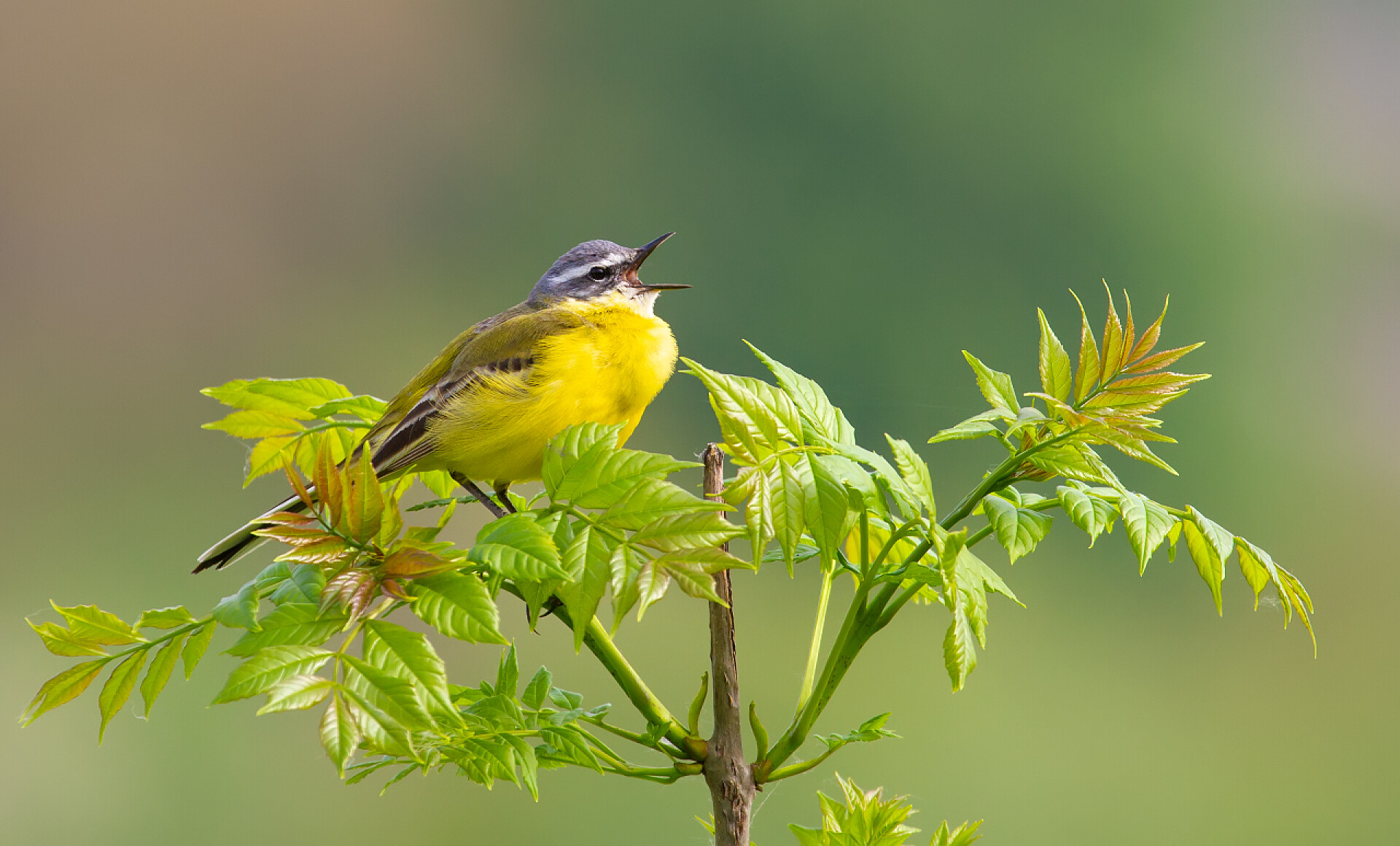 在树枝上的小鸟西方黄色的小辫子，玉米片。这只鸟坐在一棵幼树上唱歌