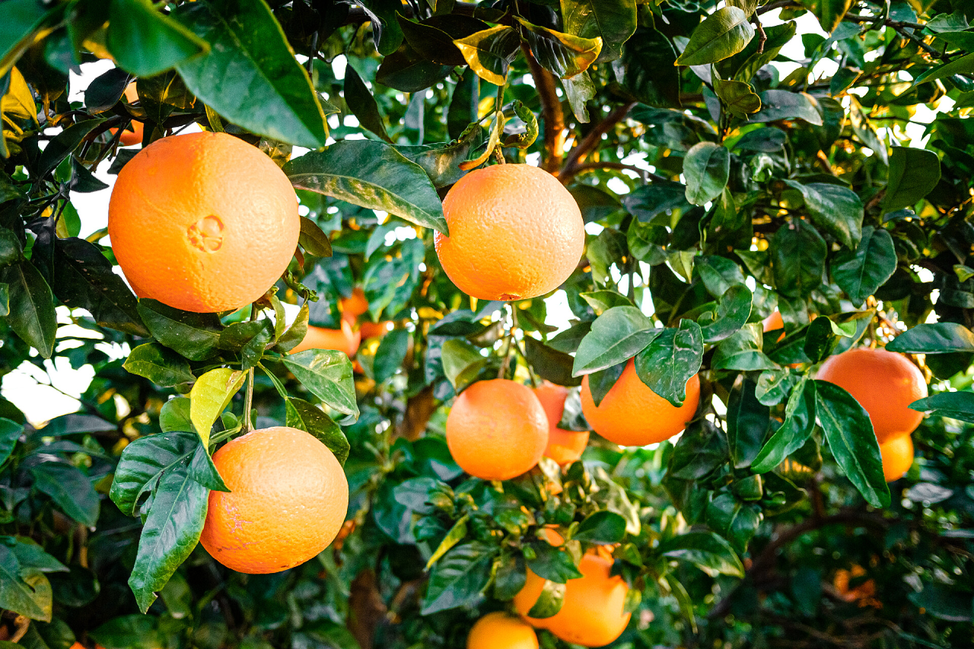 一个充满果实的果园在一个充满成熟果实的果园里，小桔树在一家农业企业里.