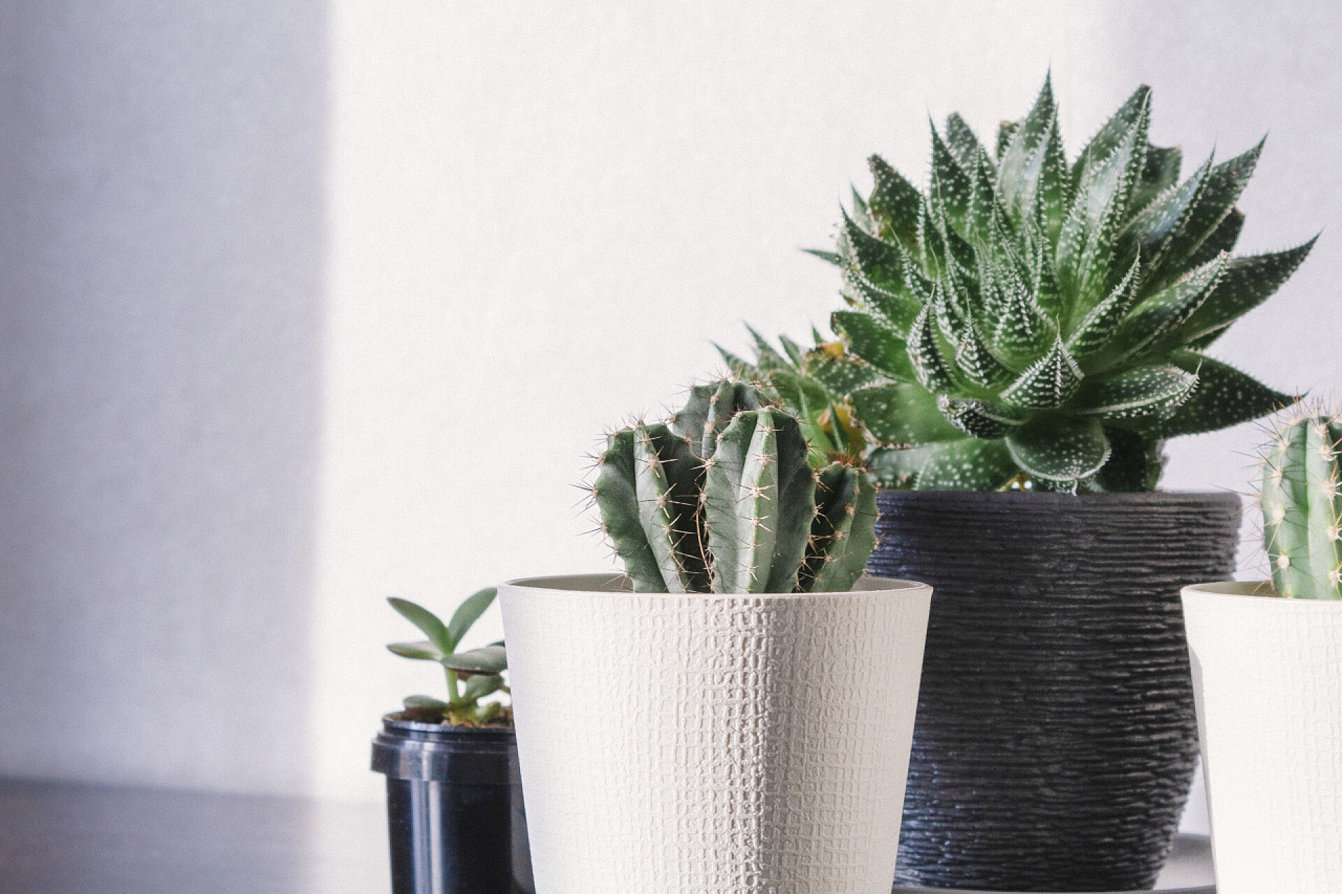 白色背景前的④盆植物室内植物在房间里的白色和黑色的罐子里，放在阳光下的桌子上.