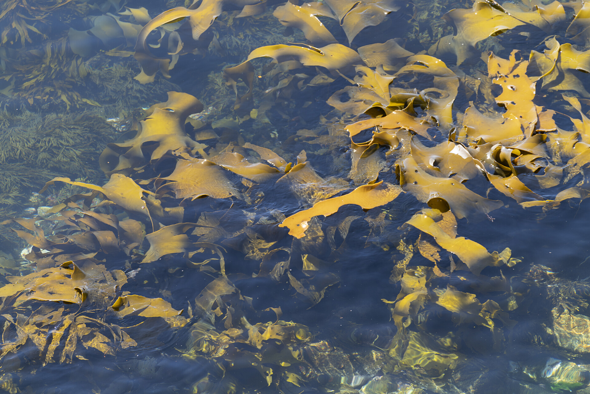 在湖水里的黄色枫叶在斯图尔特岛周围浅水区摇曳的大公海带.