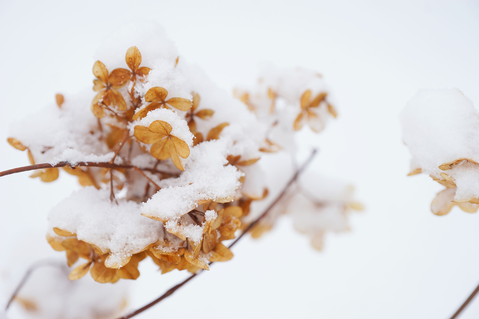 天空下被雪覆盖的植物冬季干枯的黄水仙花