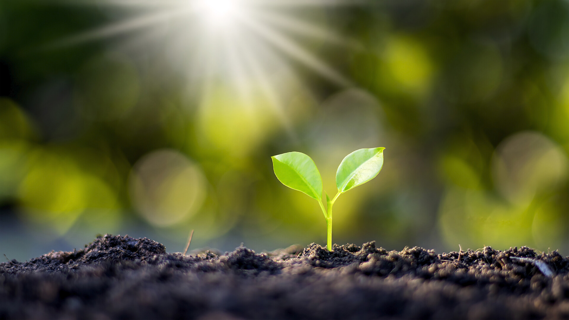 阳光普照下的土壤和植物美丽的小树自然生长，阳光普照，农业和植物可持续生长的概念.