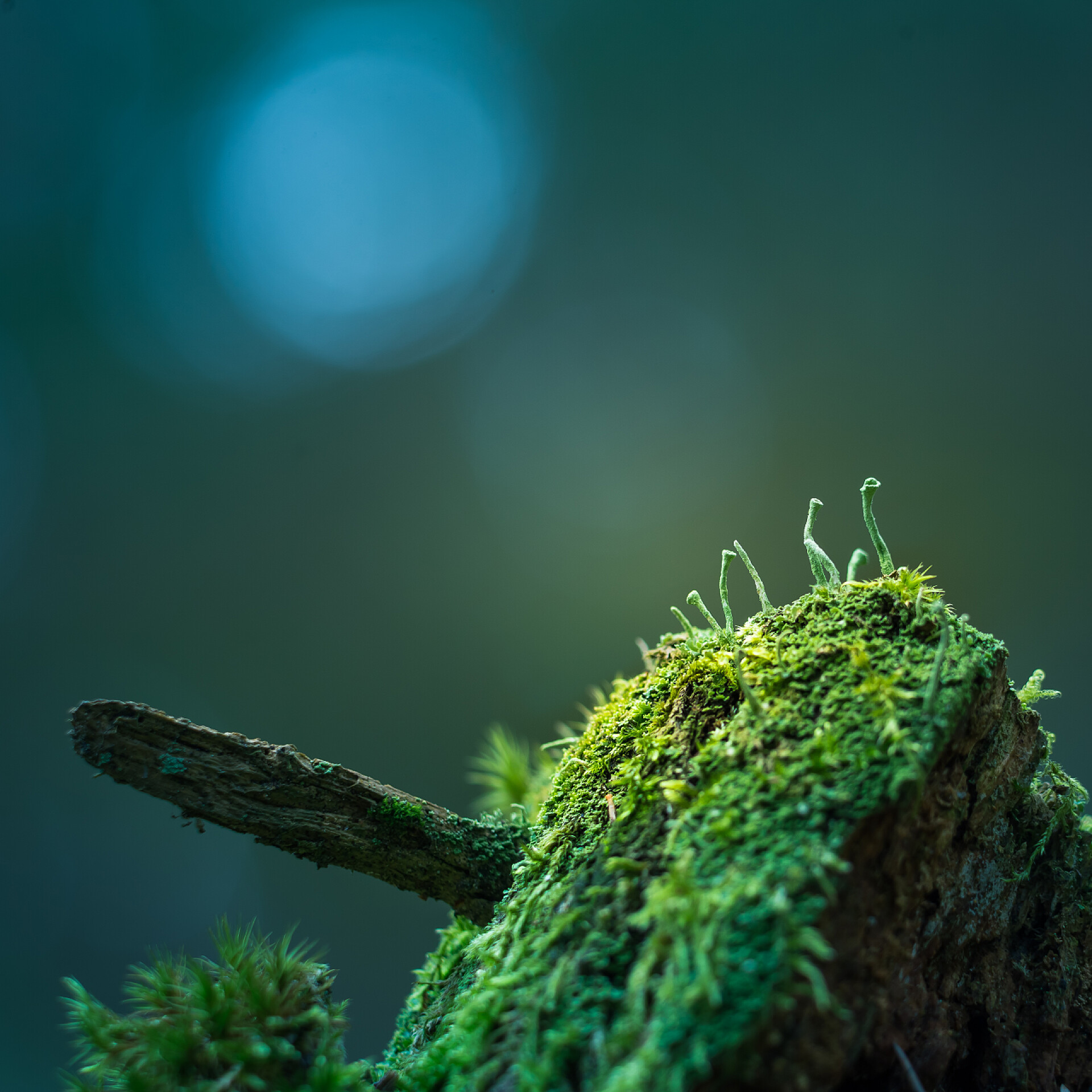 在森林里长着的苔藓春天，在森林的青蛙上，长着美丽的小苔藓特写。自然景观,场深浅.北欧的林地.