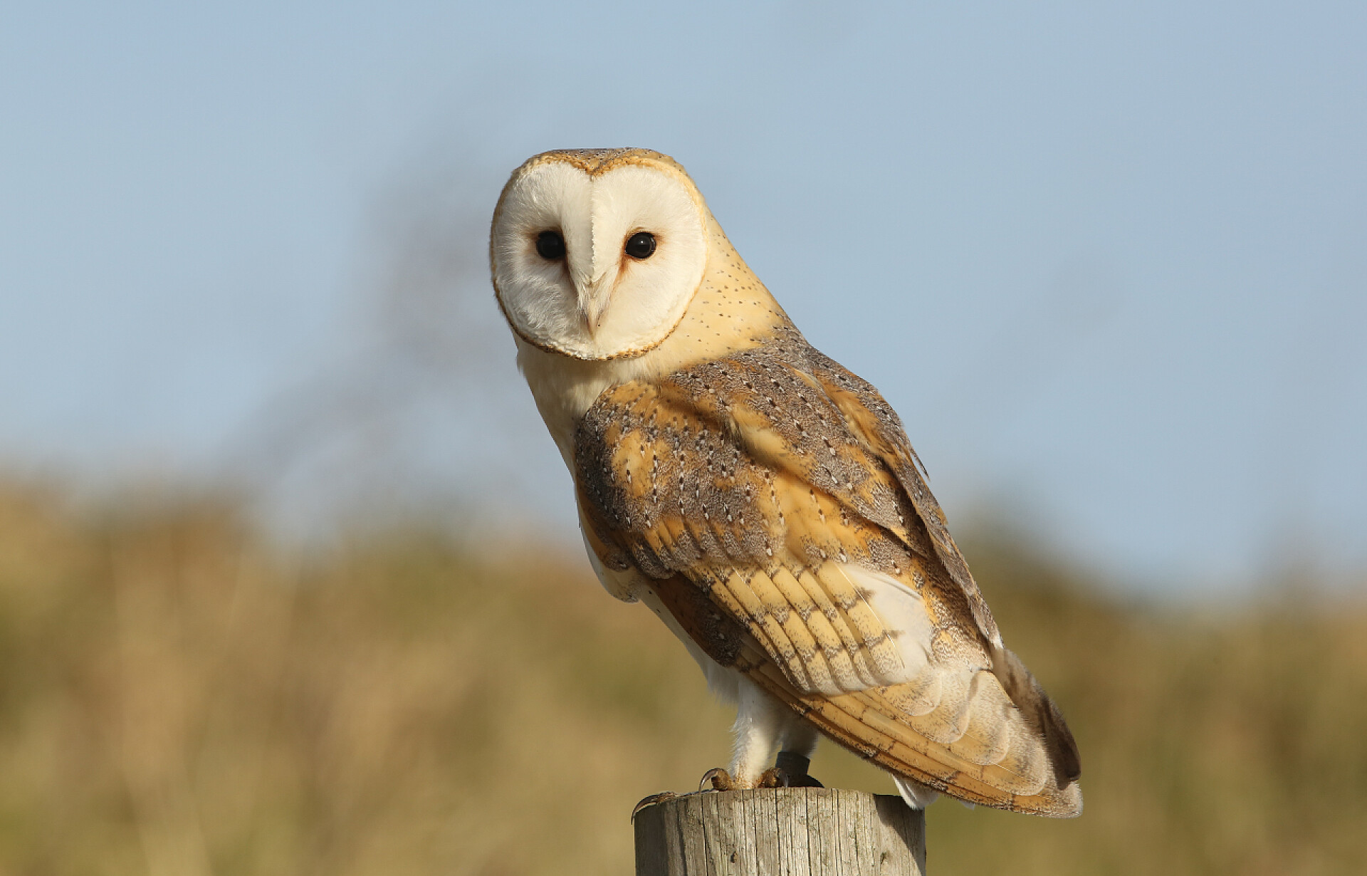 蓝天下的一只野生猫头鹰一只野生猎捕的Barn Owl (Tyto Alba)栖息在一根柱子上寻找猎物 .