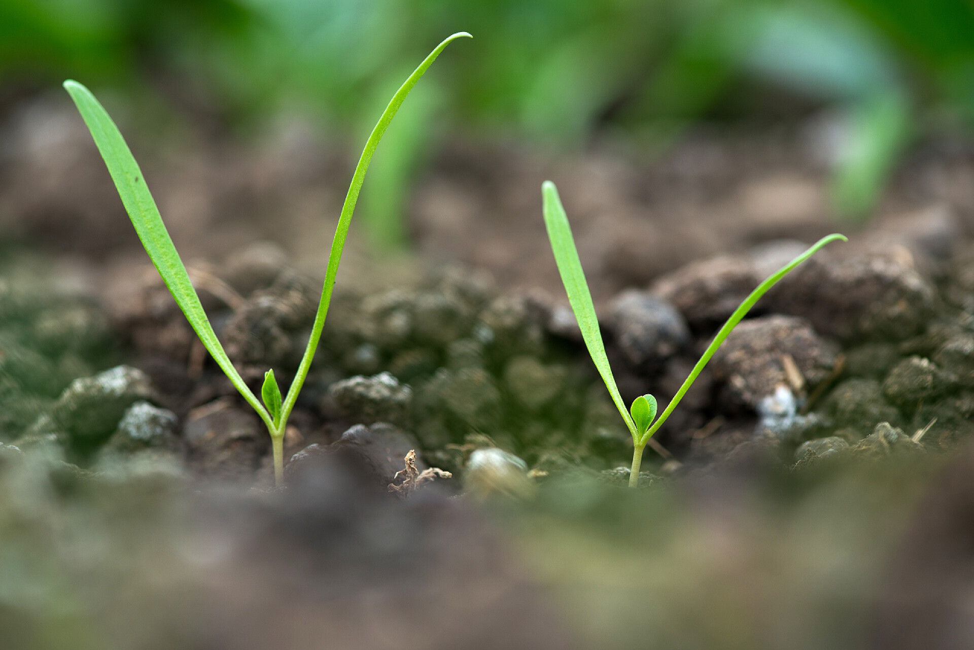 在土壤里生长的植物温室选择性集中的新鲜有机菠菜嫩芽