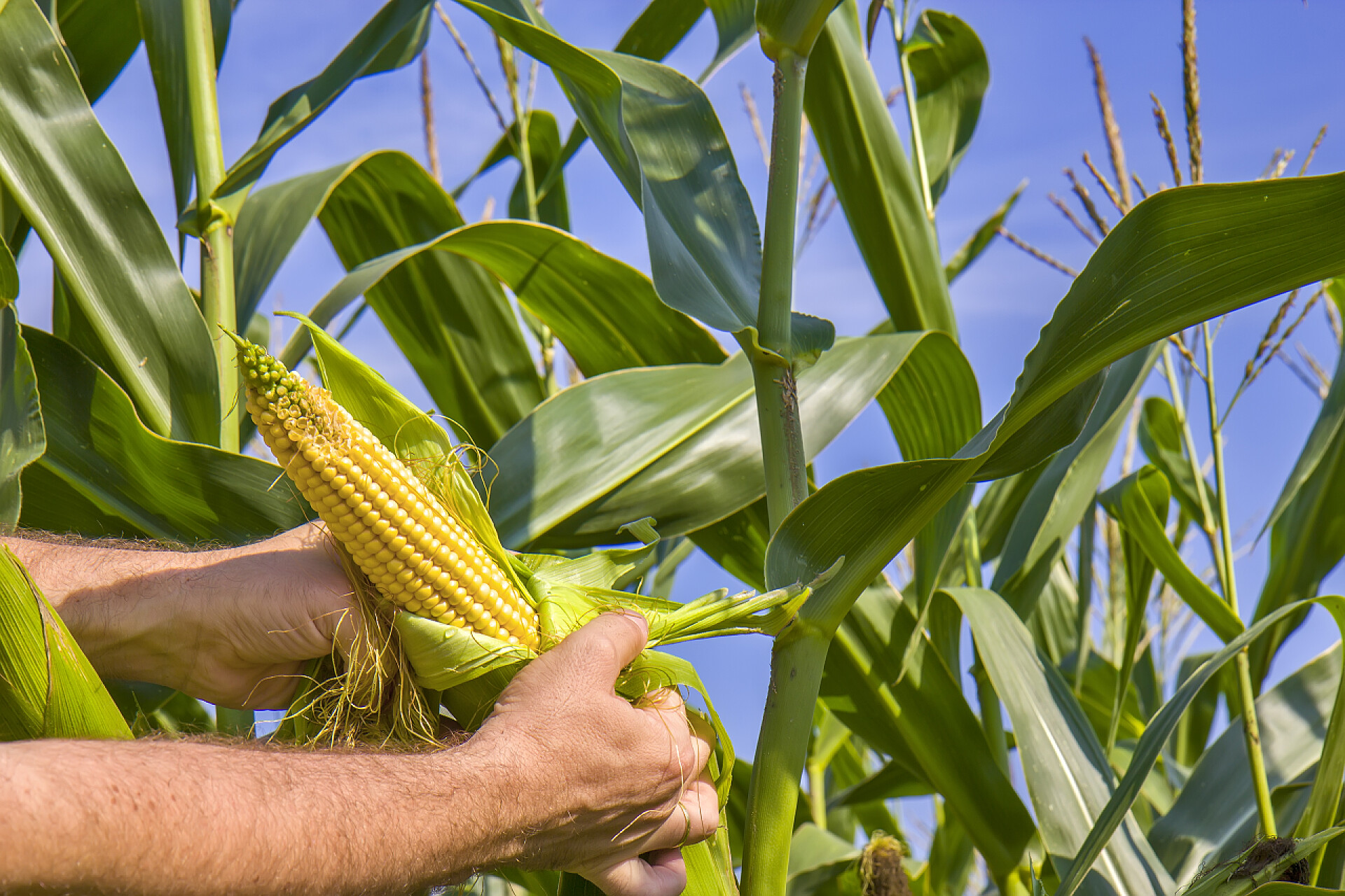一个男人在掰玉米田里的新鲜玉米和农民的手