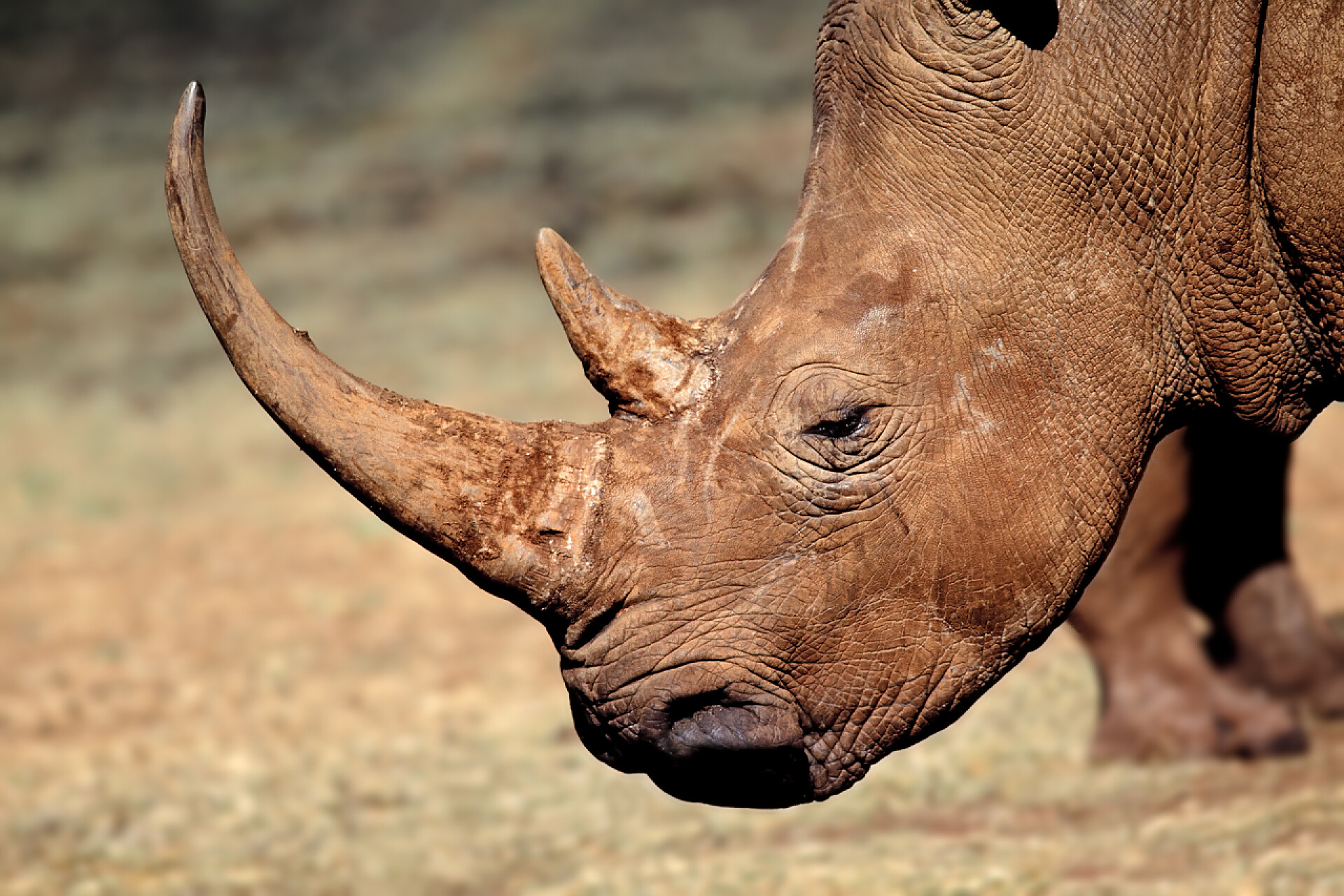 一只棕色的犀牛在草地上南非自然栖息地的白犀牛（Ceratotherium simum）的肖像
