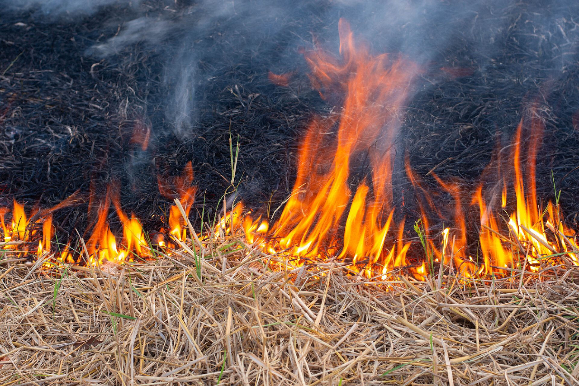 被火点燃的稻草在旱季田里,浓烟和火焰在燃烧干草.