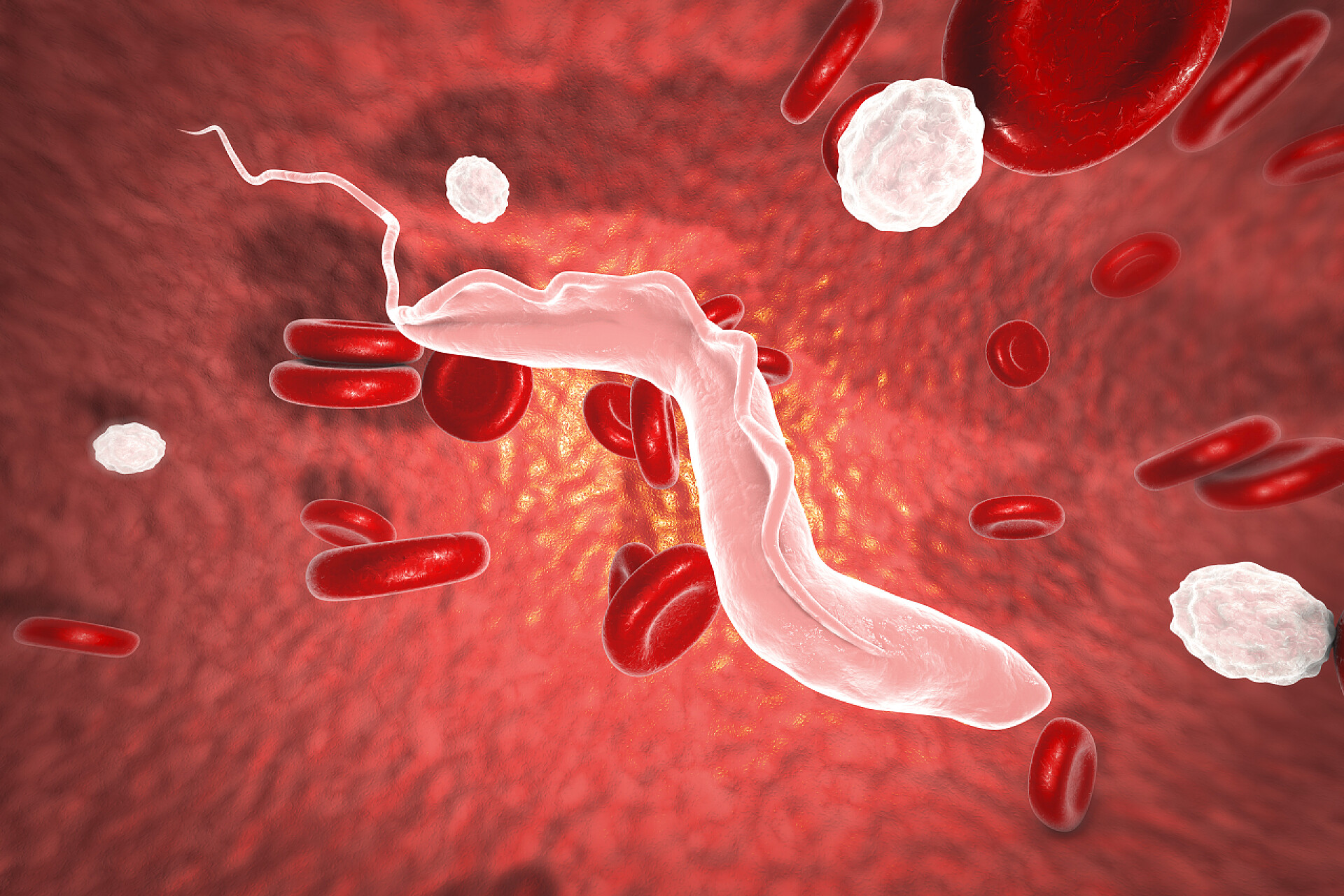 红色背景下的昏睡寄生虫昏睡病寄生虫，3D插图。采采蝇传播的锥虫病寄生虫，造成非洲昏睡病