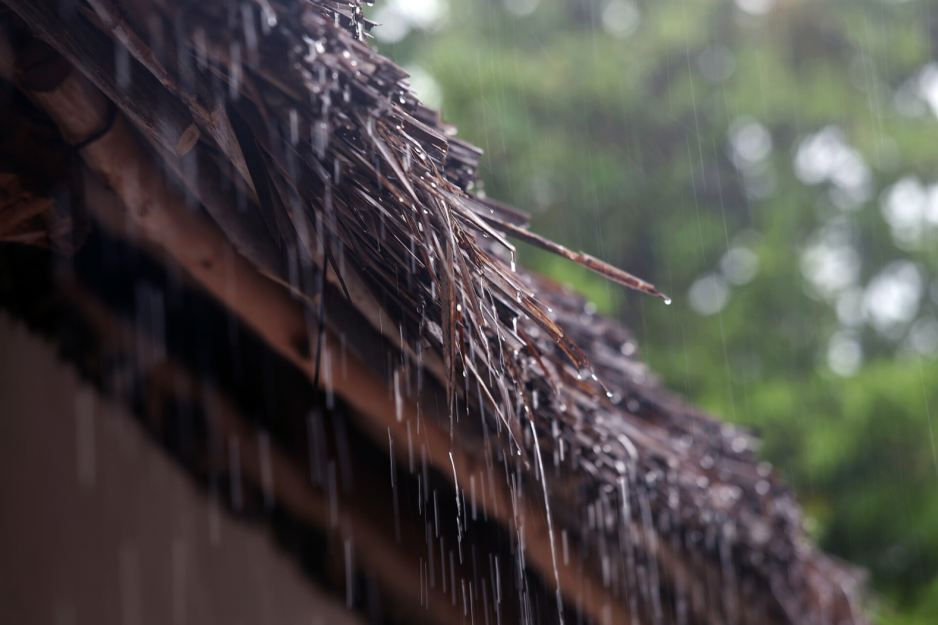 芦苇屋顶的雨水芦苇屋顶上的热带雨滴