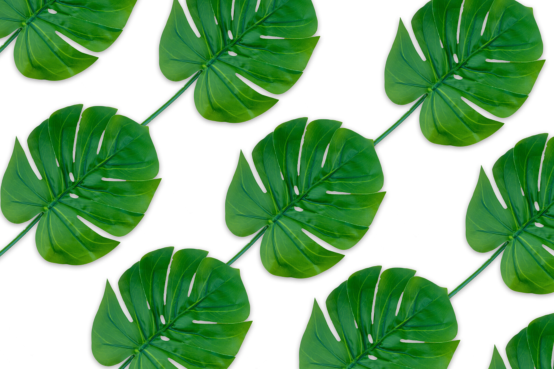 白色背景墙的绿色叶子Monstera夏天以白色背景离开。复制空间概念和顶视图