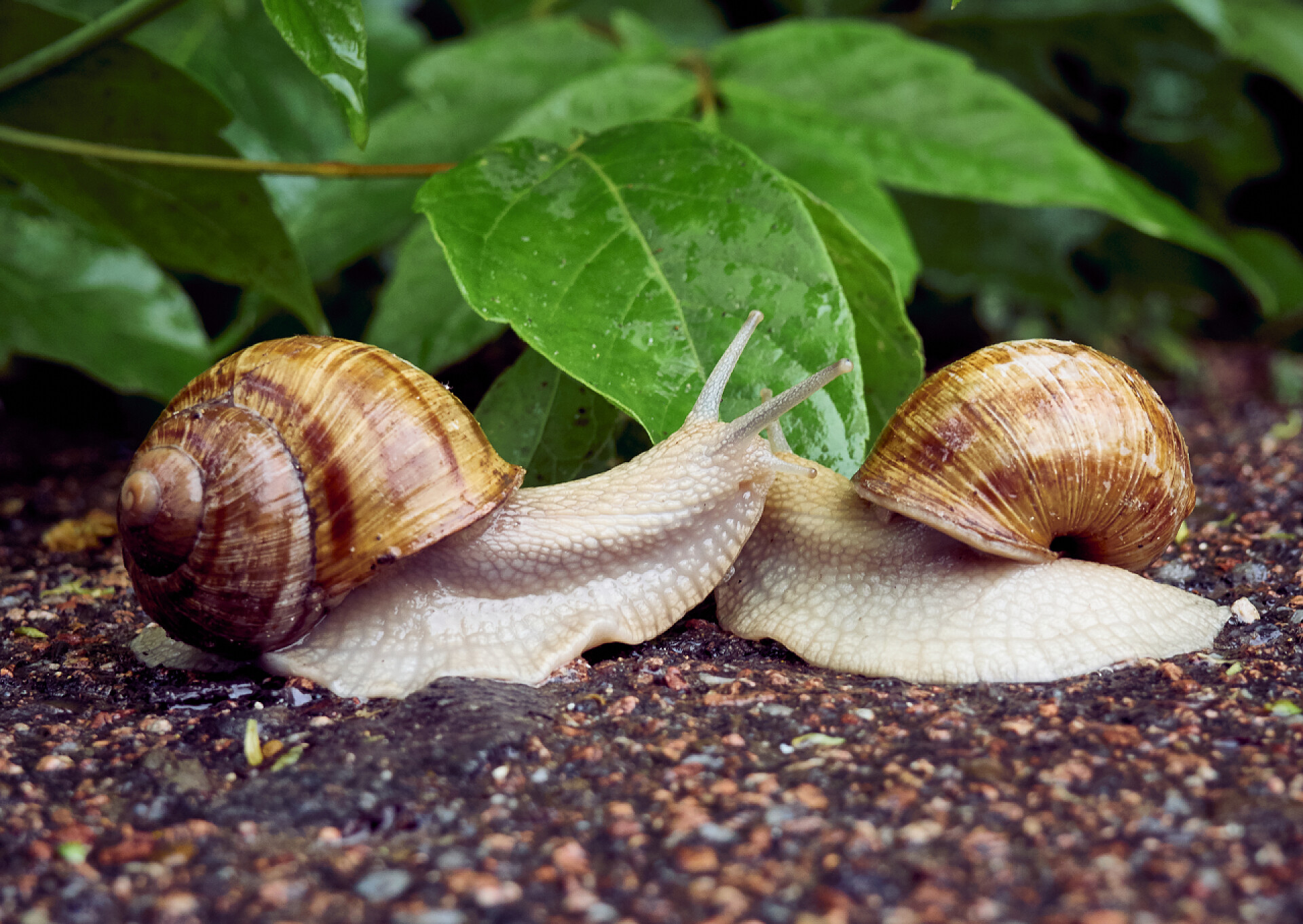 土地上的两只小蜗牛叶背上有两只蜗牛的日期