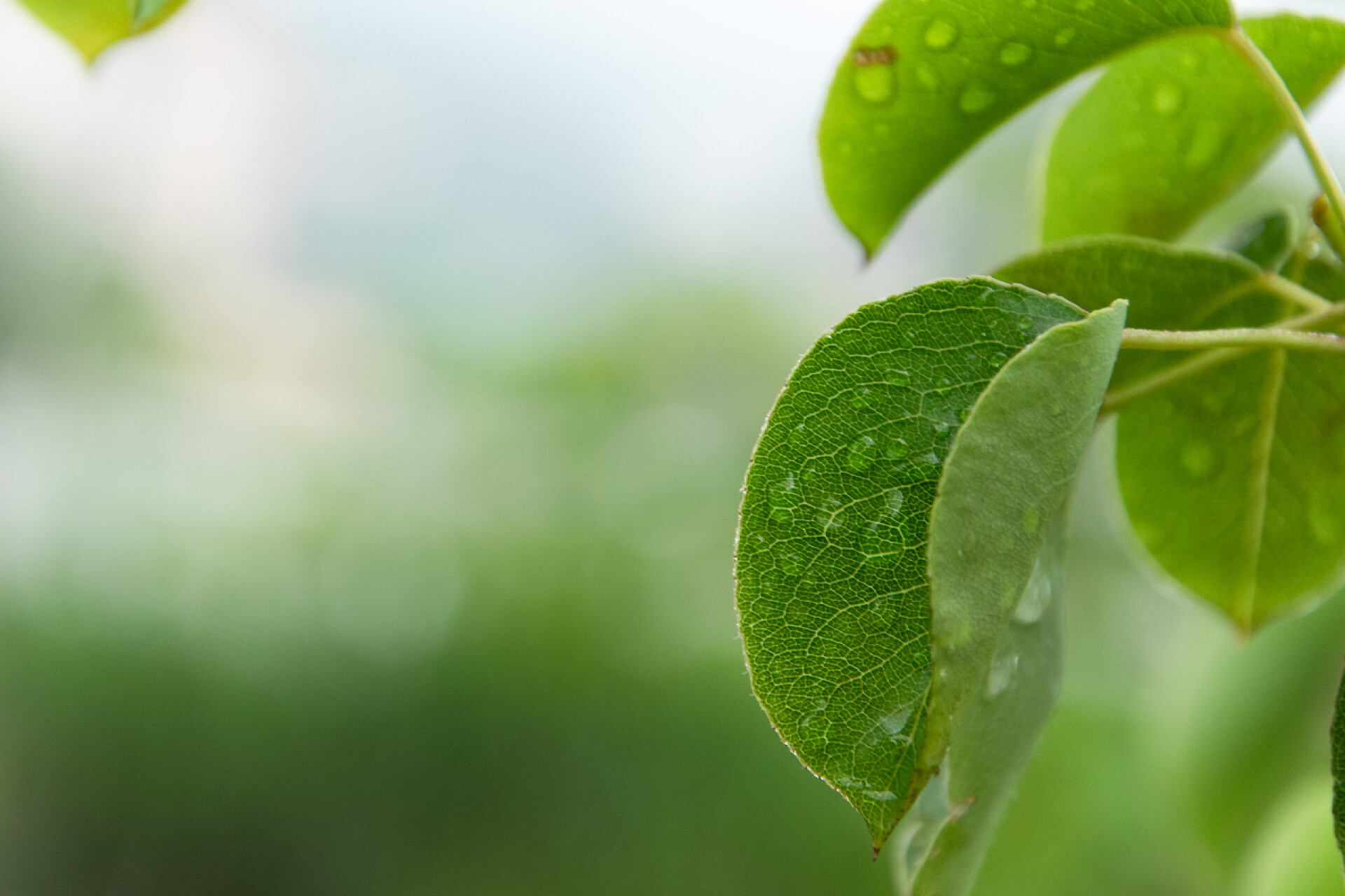 生机盎然的季节里生长的绿色叶子用雨滴封闭梨树的叶子，在雨天放眼望去