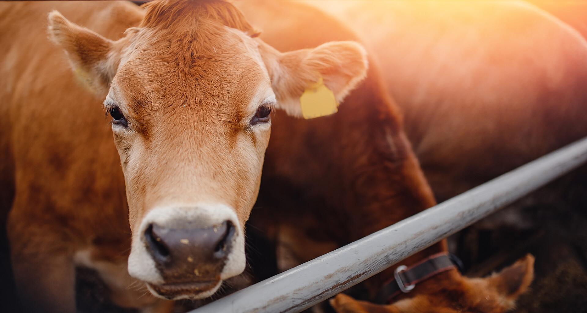 牛棚里的黄牛现代自动化农场饲养红色泽西奶牛。肉类、牛奶、奶酪畜牧业