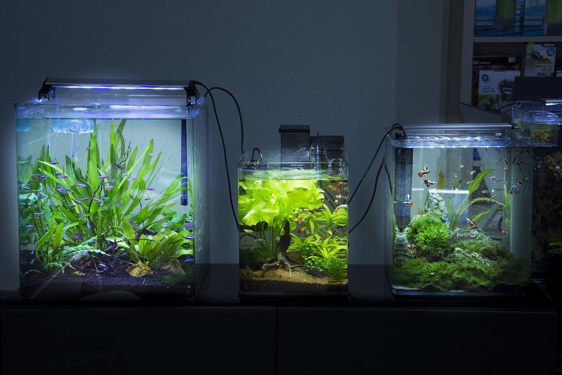 桌子上的三个鱼缸有鱼、植物、虾等的淡水和海洋水族馆 