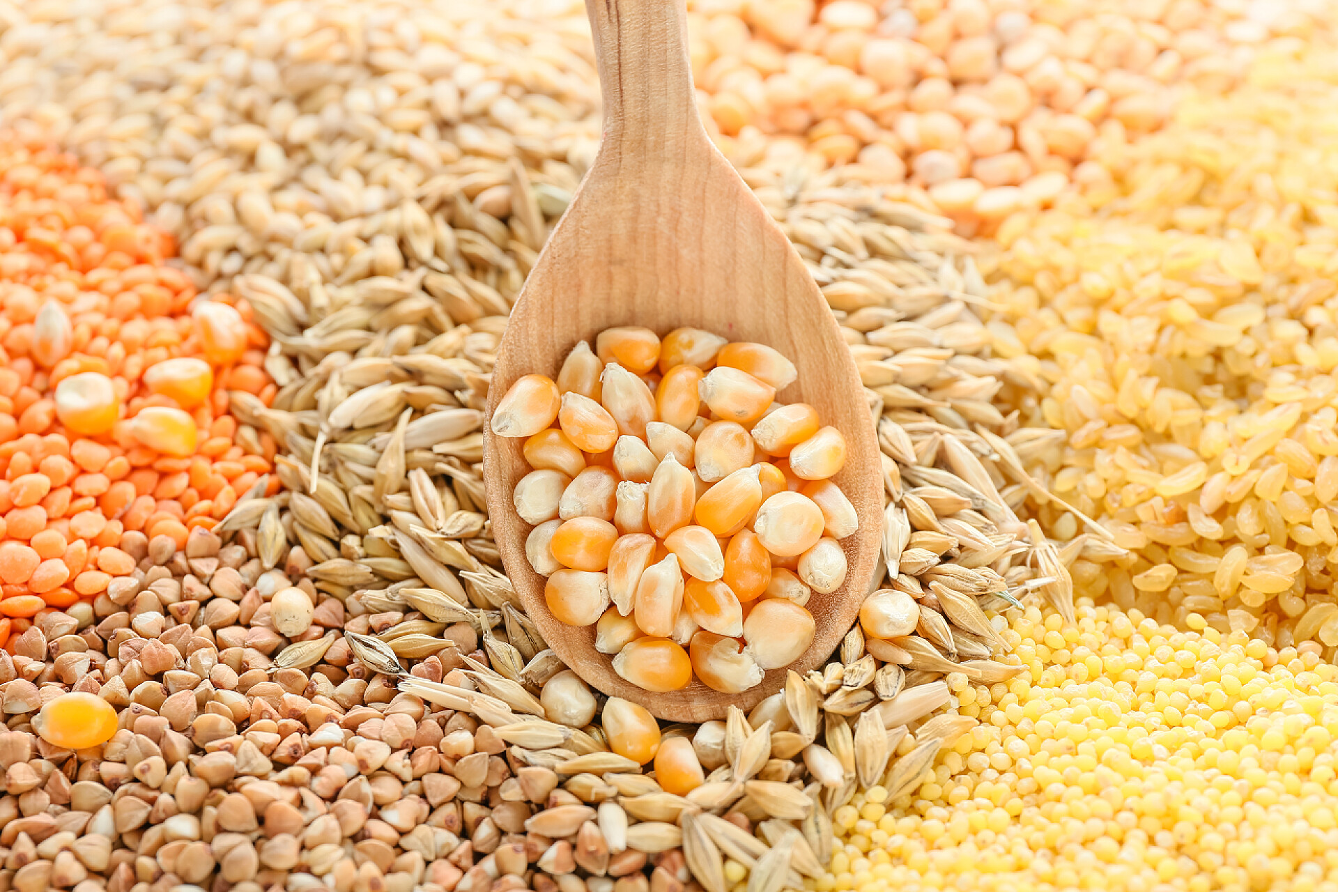 木头的勺子在粗粮上不同谷类和豆科植物配匙的堆肥