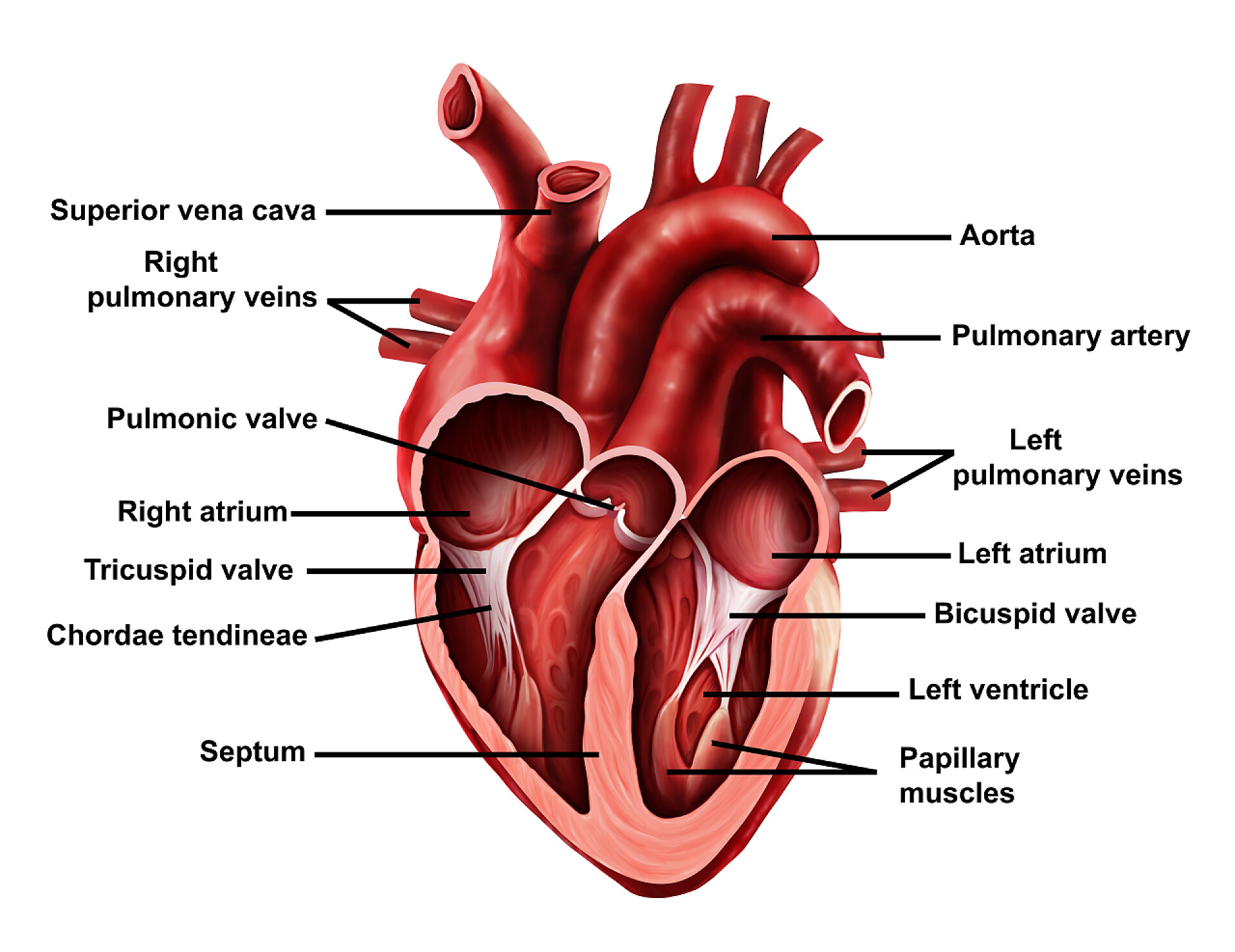 心脏内室的解说 明心贴标签的医学说明