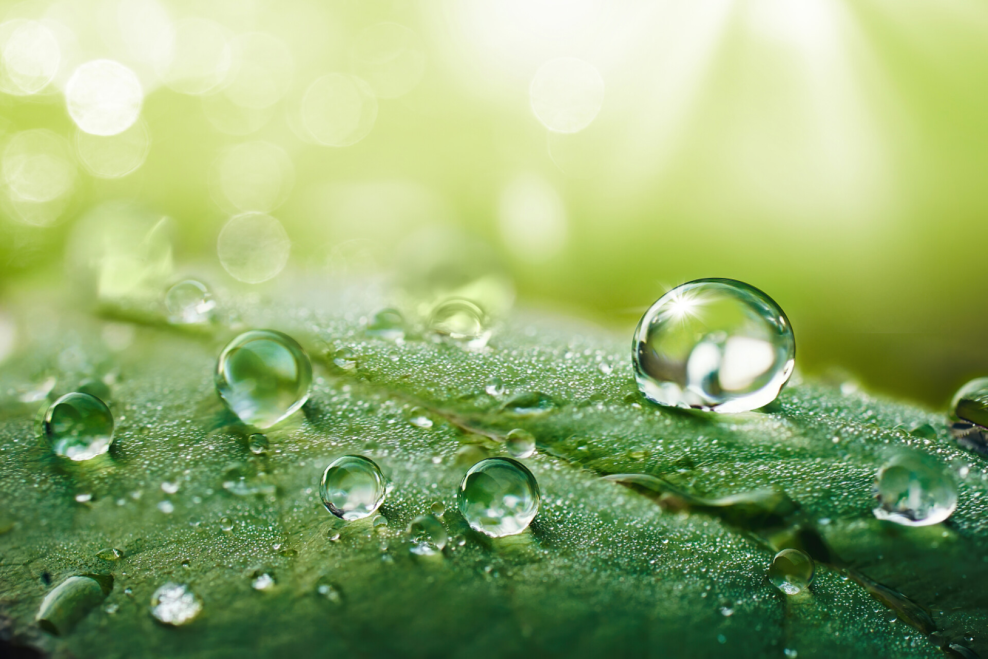 绿叶上的水珠雨后美丽的水滴在绿叶上,在阳光下,宏观.多滴晨露露于室外,美丽圆圆的酒桶,有选择的焦点.纯洁而新鲜的自然的惊人的艺术形象.