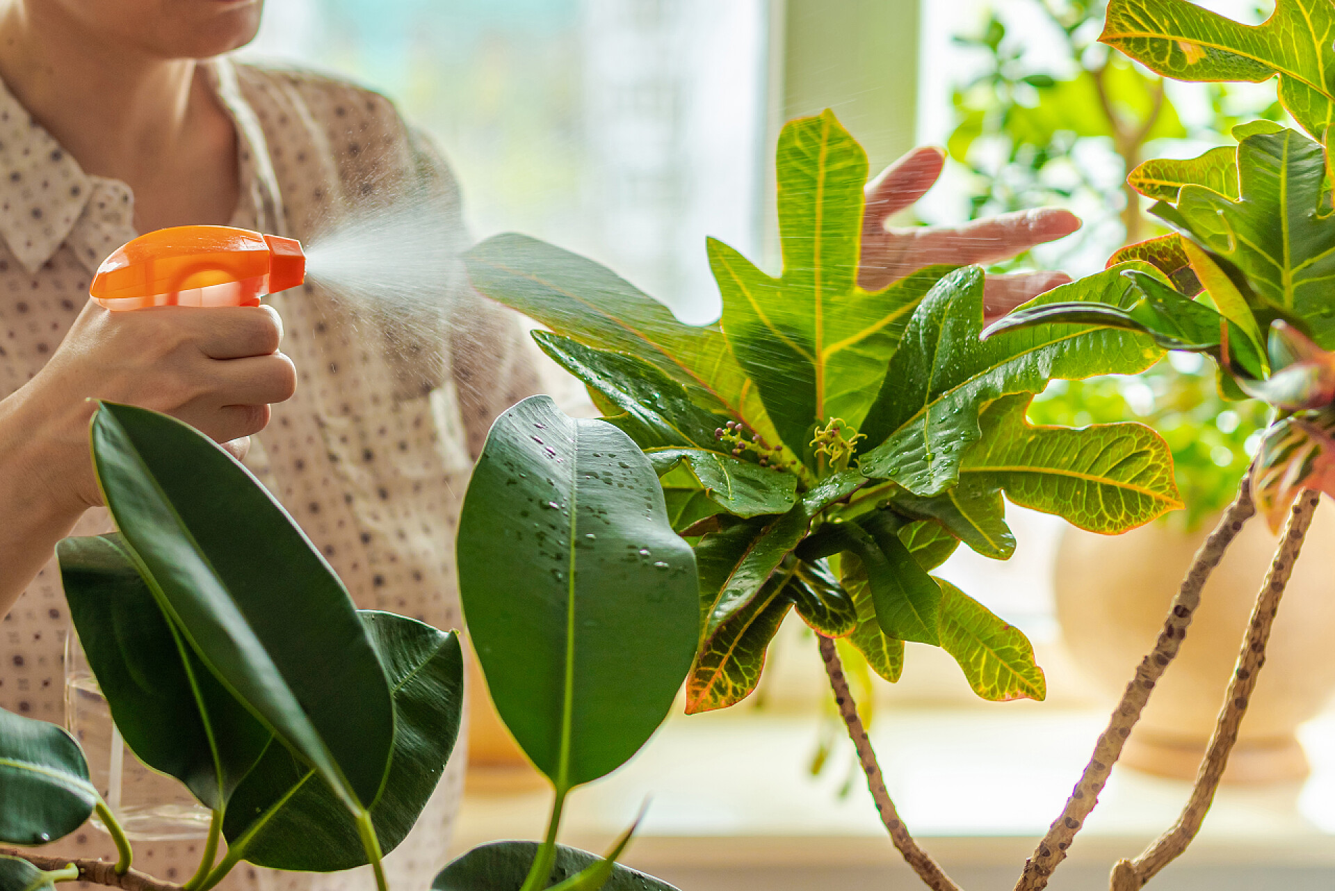一个男人拿着水壶在喷纸雌手喷雾与水绿叶的科迪欧姆变形金刚花,克罗顿花.植物学业务。室内阳光下窗台上的盆栽新鲜植物.