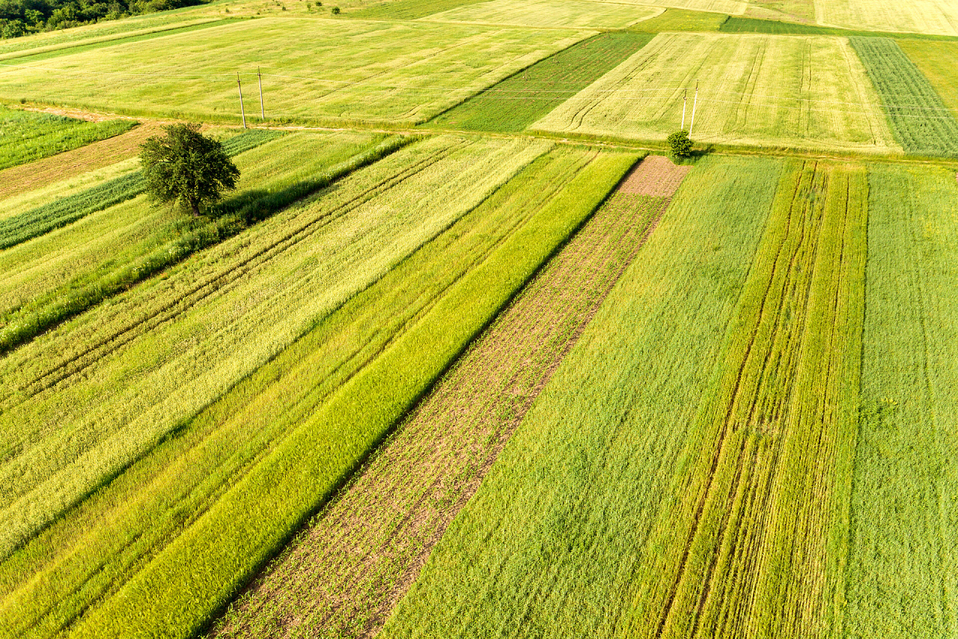 从上往下看的绿色草坪春天里，在温暖的阳光灿烂的日子里，一株孤零零地生长在绿油油的农田里，生机盎然，生机盎然.
