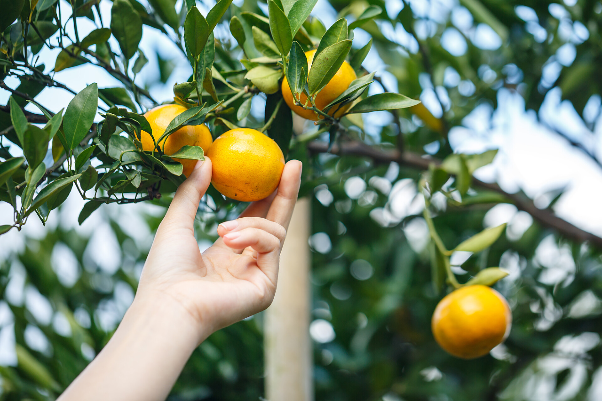 用手采摘的橘子女人的手在树上摘成熟的橙子