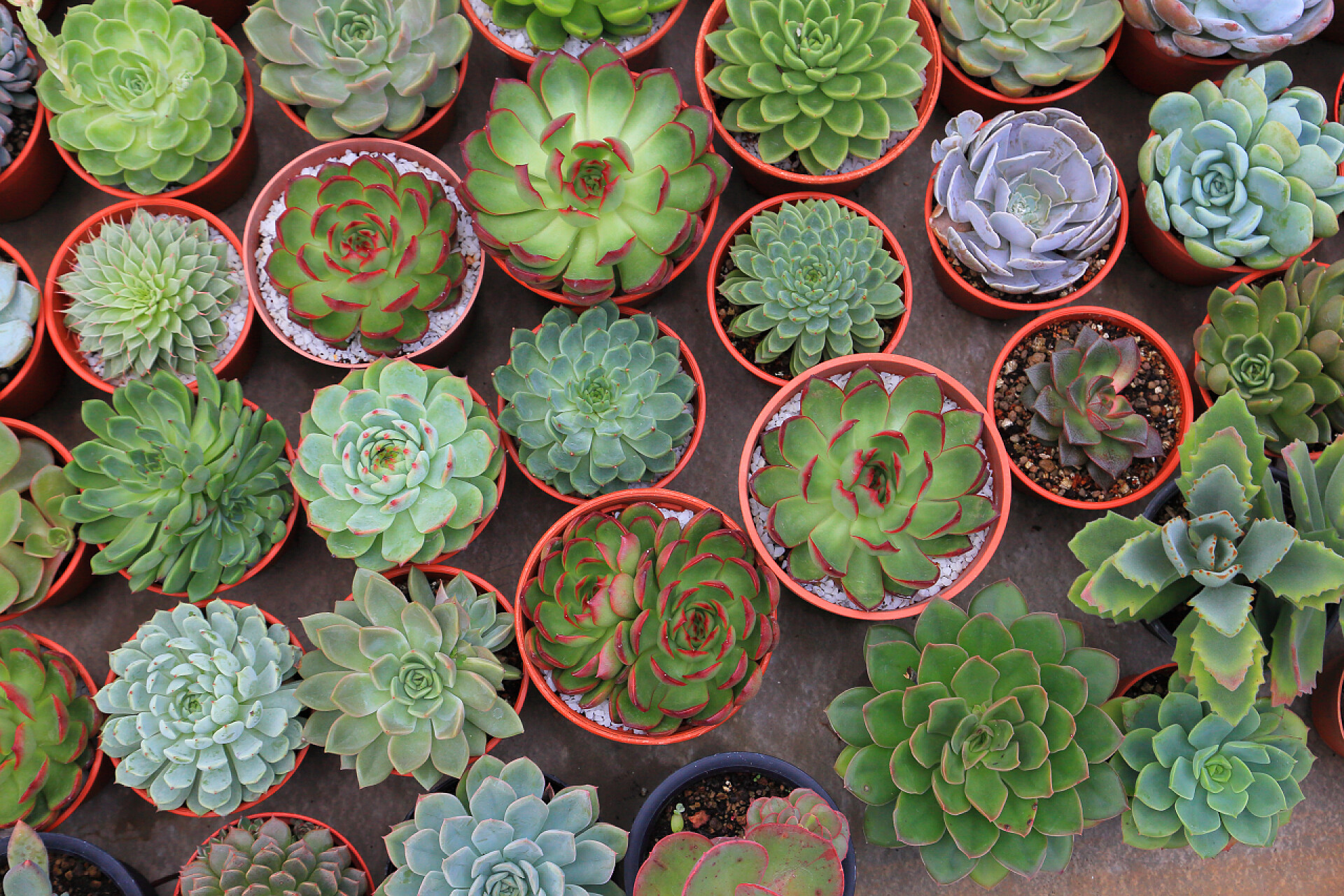 桌子上的多肉植物有限空间城市园林设计中健康装饰肉质顶视图的收集