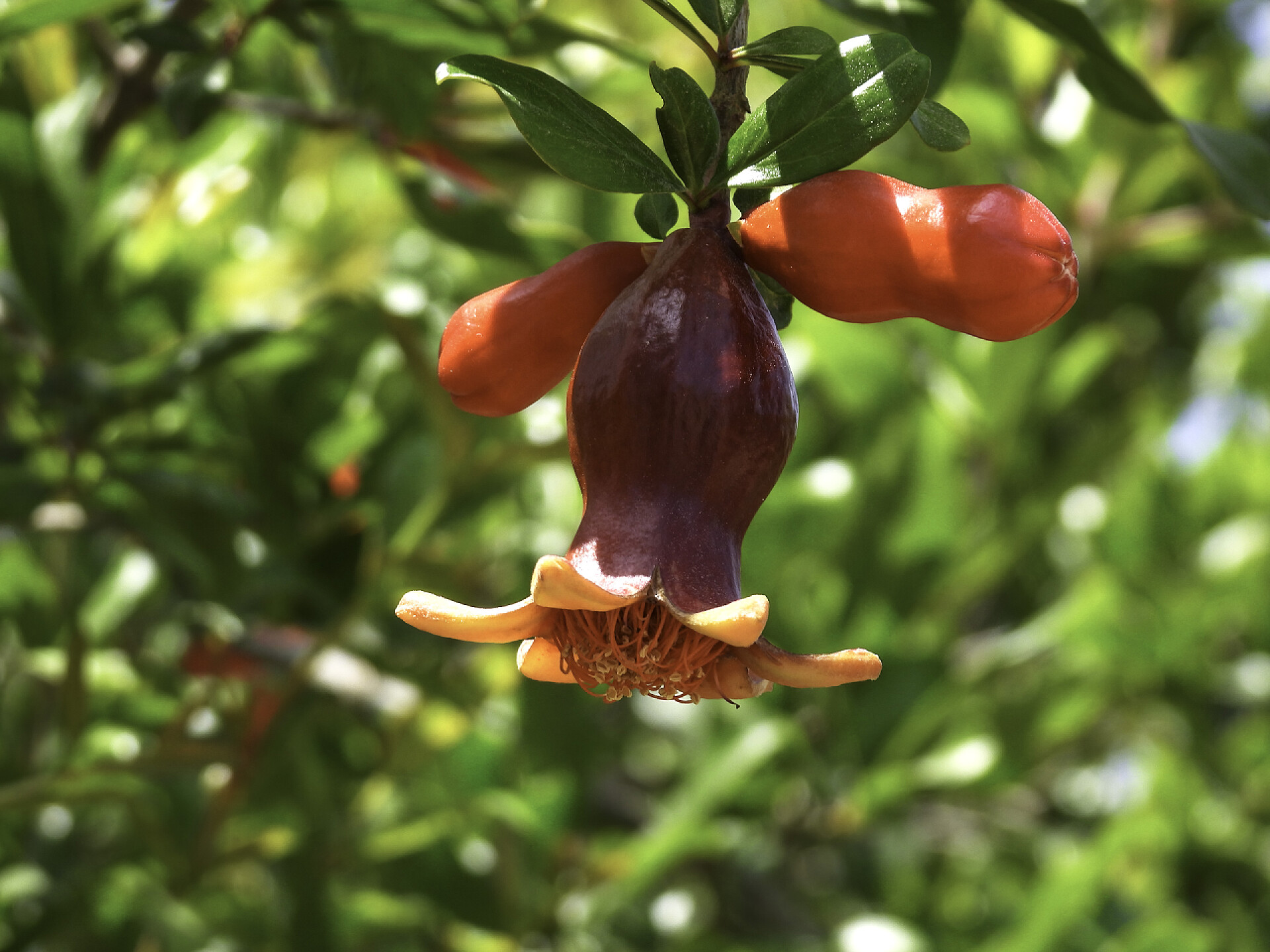 绿色树木上的红色石榴花在绿叶背景下的石榴树的分枝，开有花和果实的子房