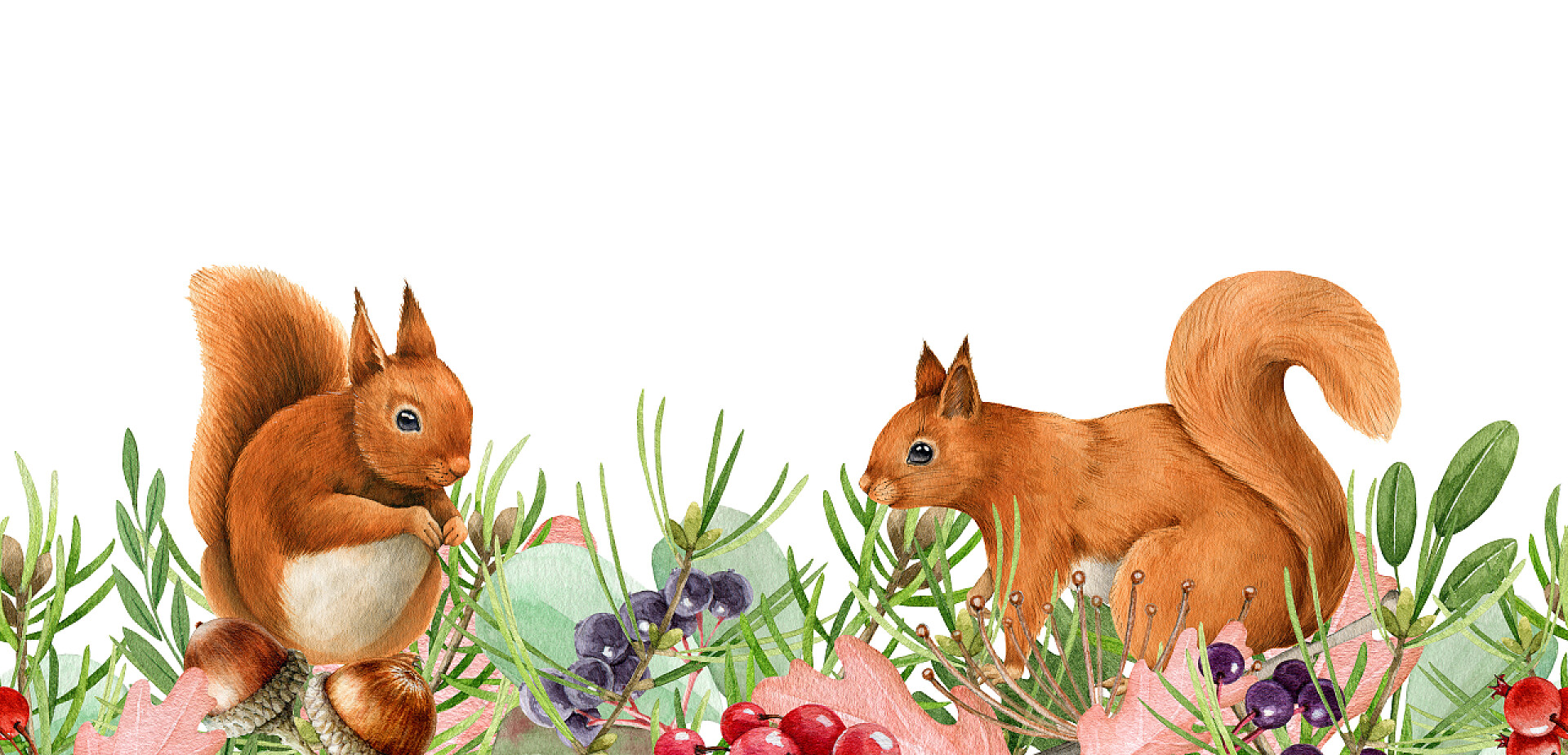 白色背景前两只小松鼠Squirrel animal forest wild herbs seamless border. Watercolor illustration. Wildlife seamless decor element. Woodland couple red squirrels, acorn, elderbery, green pine decoration. White background