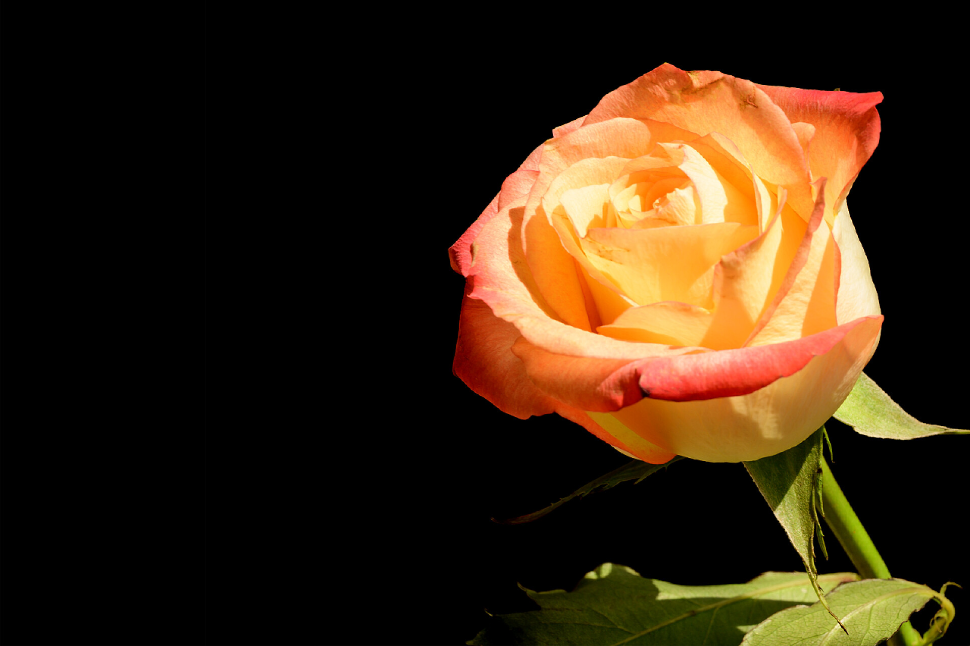 黑色背景前的一朵橙色花朵深色背景的美丽的玫瑰，夏天的概念，近景  