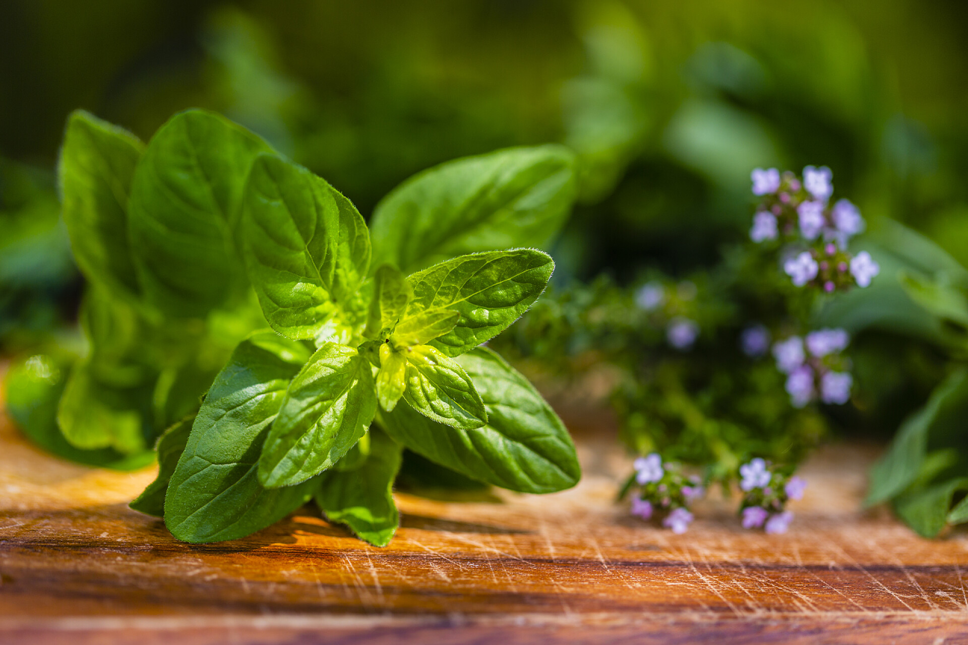 木制桌子上的绿色叶子花园里木制桌子上的新鲜香草.