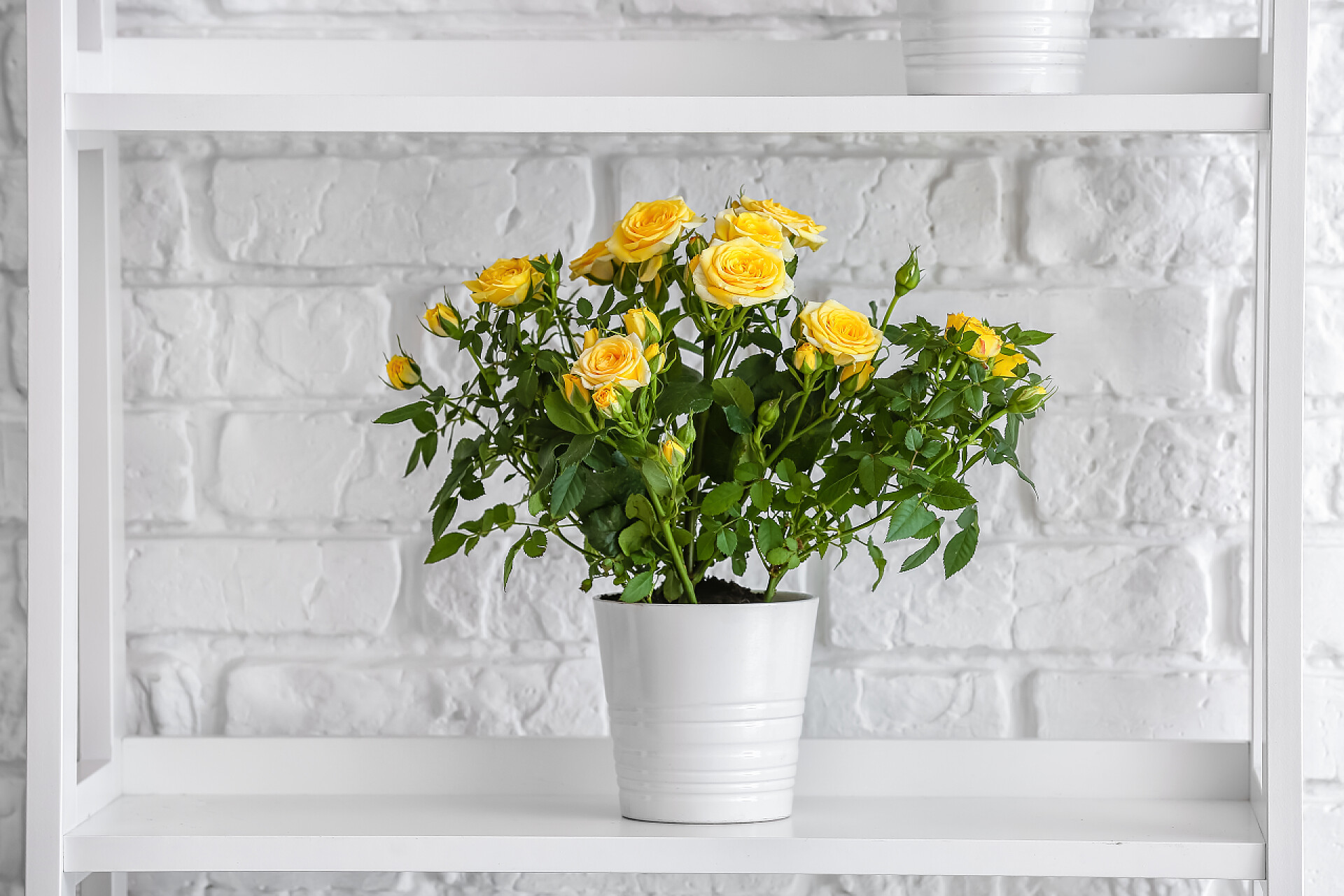 白色墙壁前的花盆靠近砖墙的架子上挂着美丽的黄色玫瑰