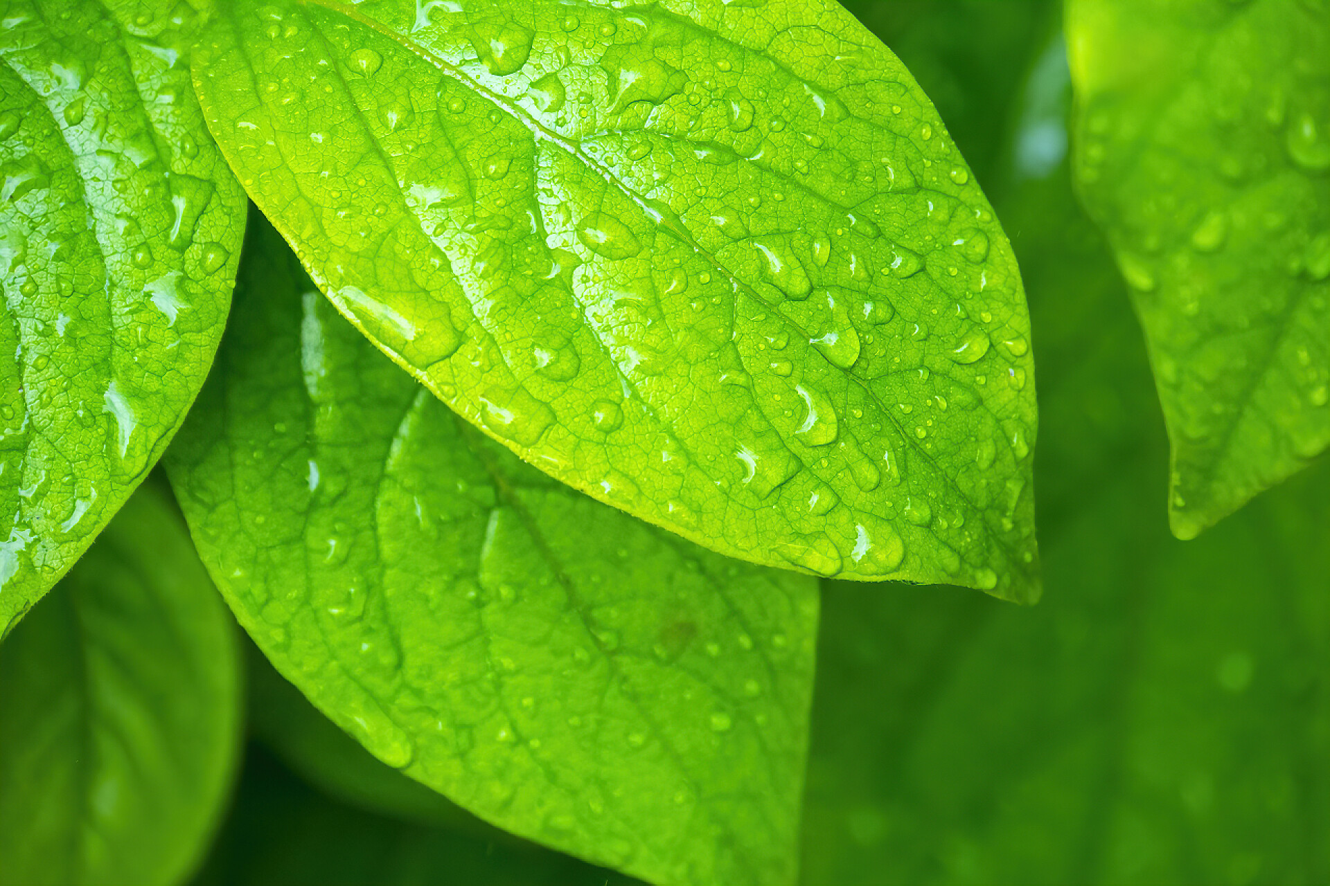 绿色树叶上的晨露水滴绿堤，宏观，自然背景