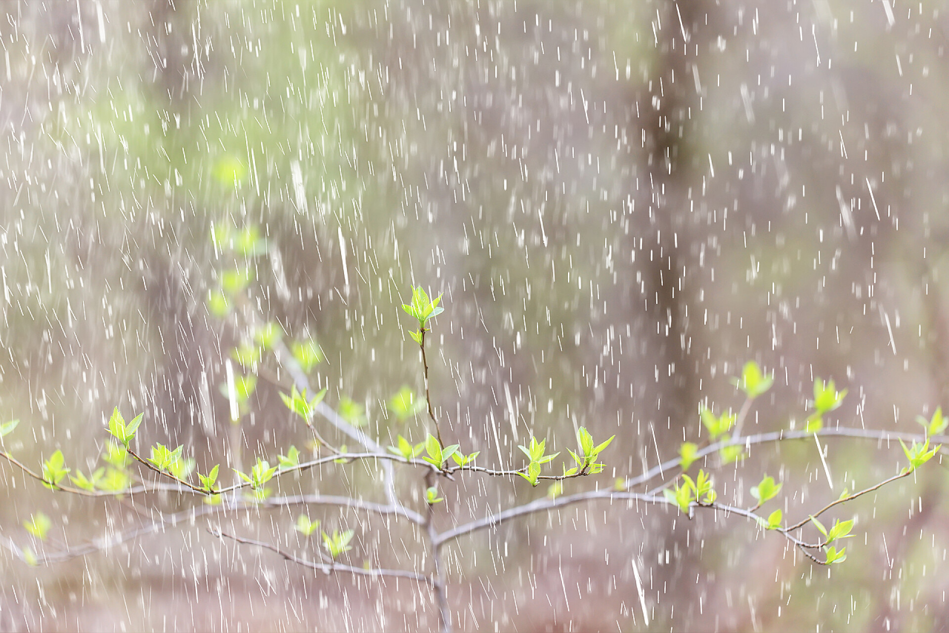 春天下雨的时候春雨、花、背景、开花、田野、自然、绿色、水滴