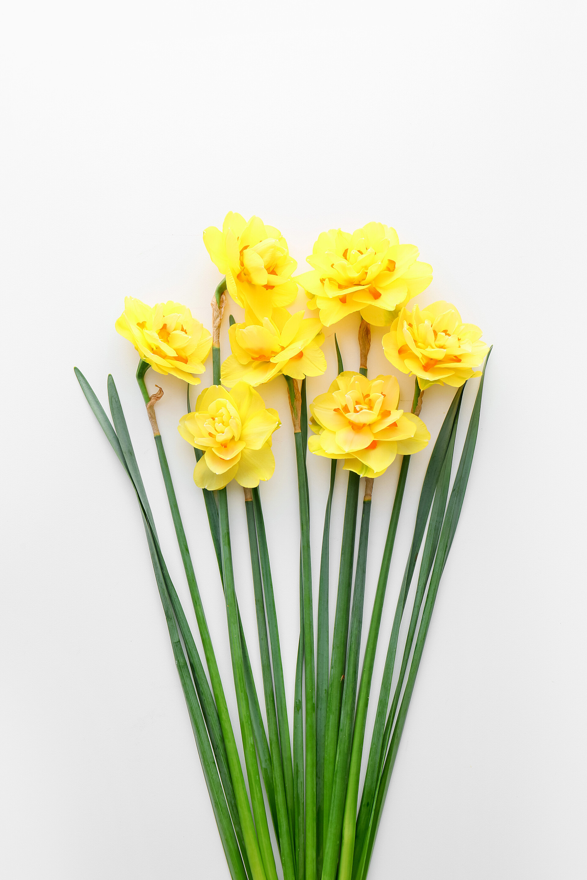 白色背景墙上的黄花白色背景上美丽的水仙花