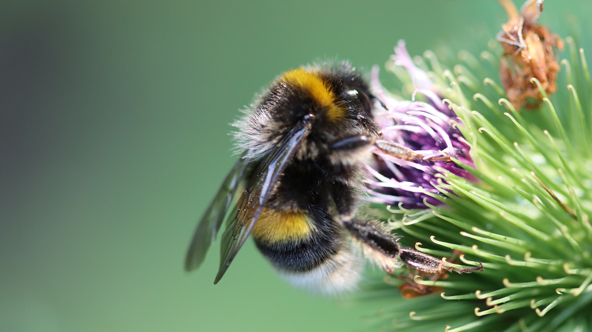 胖胖的蜜蜂在采花蜜diligent nectar collector at work