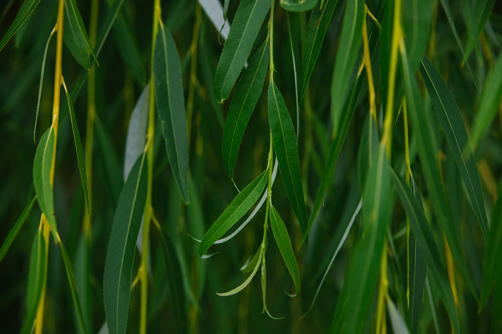 夏天柳树上的叶子绿叶的天然背景.柳枝美丽地挂在树上.多汁绿色的质感.