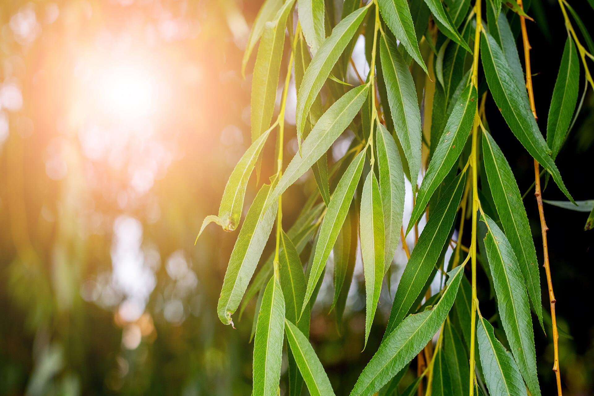 日落之时的绿色柳树叶日落时挂着绿叶柳枝.绿柳树叶的背景