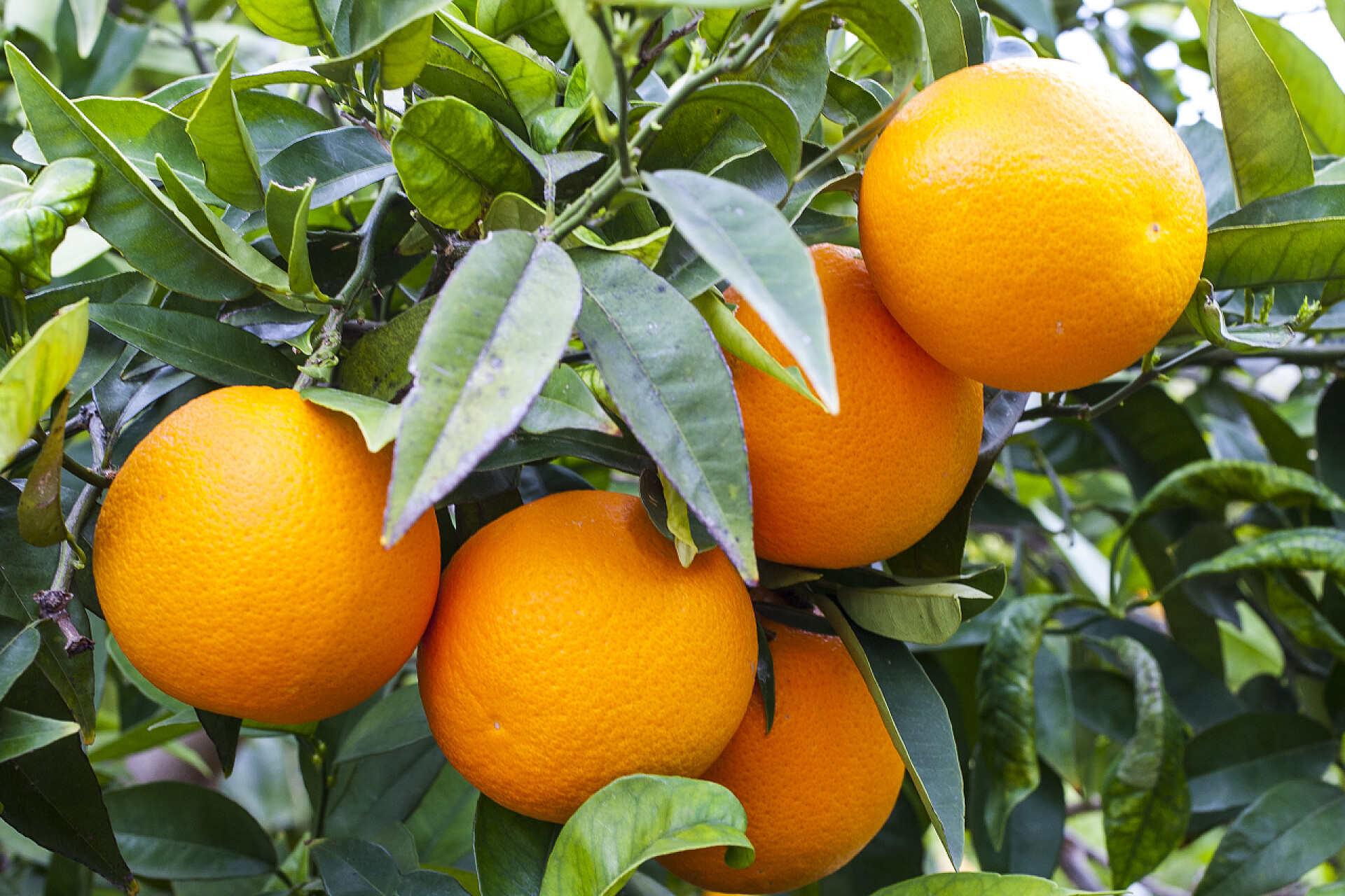 果树上结着的完美橙子树上成熟的橙子