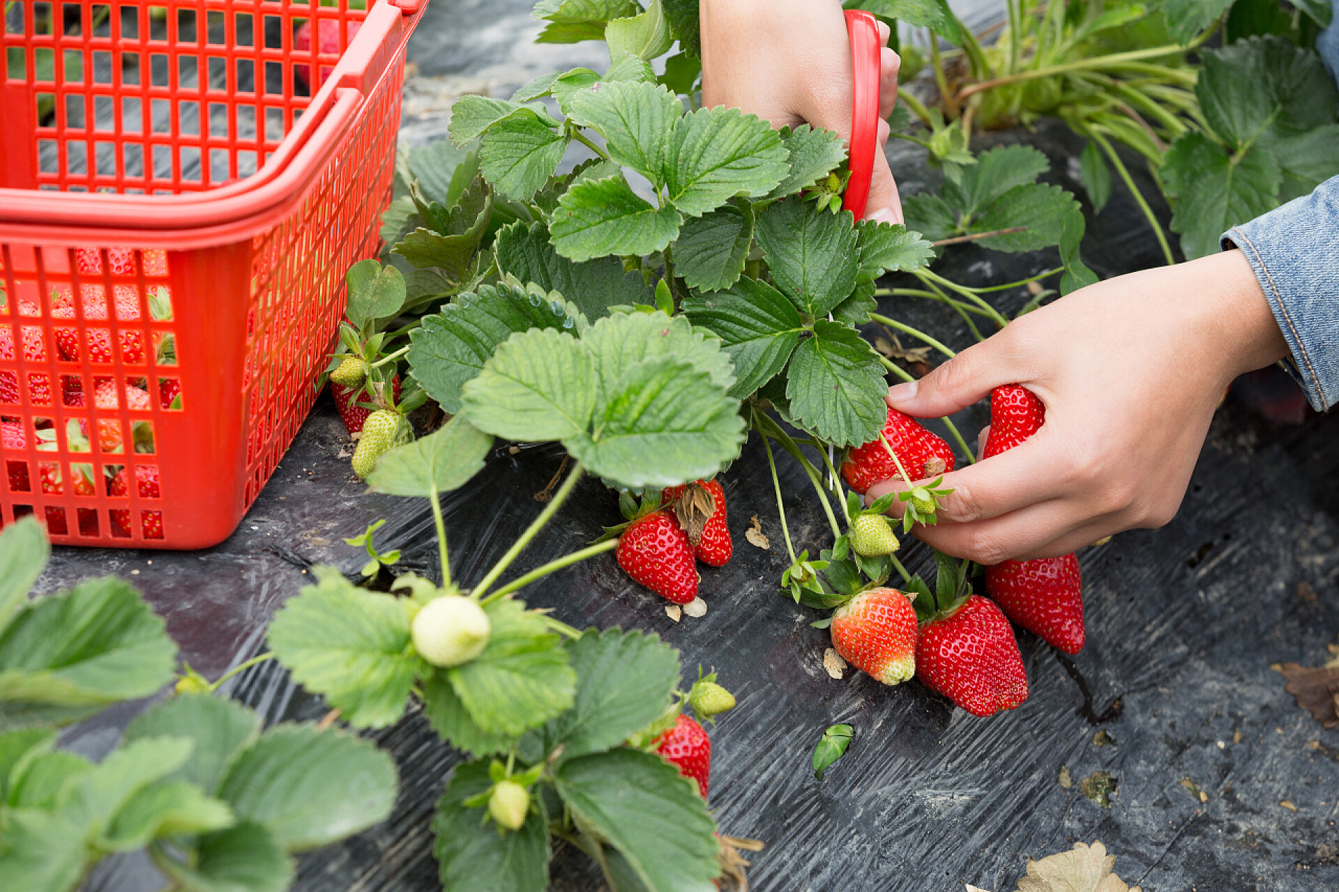 用手拿着剪子剪草莓 农民的手收获草莓在花园里