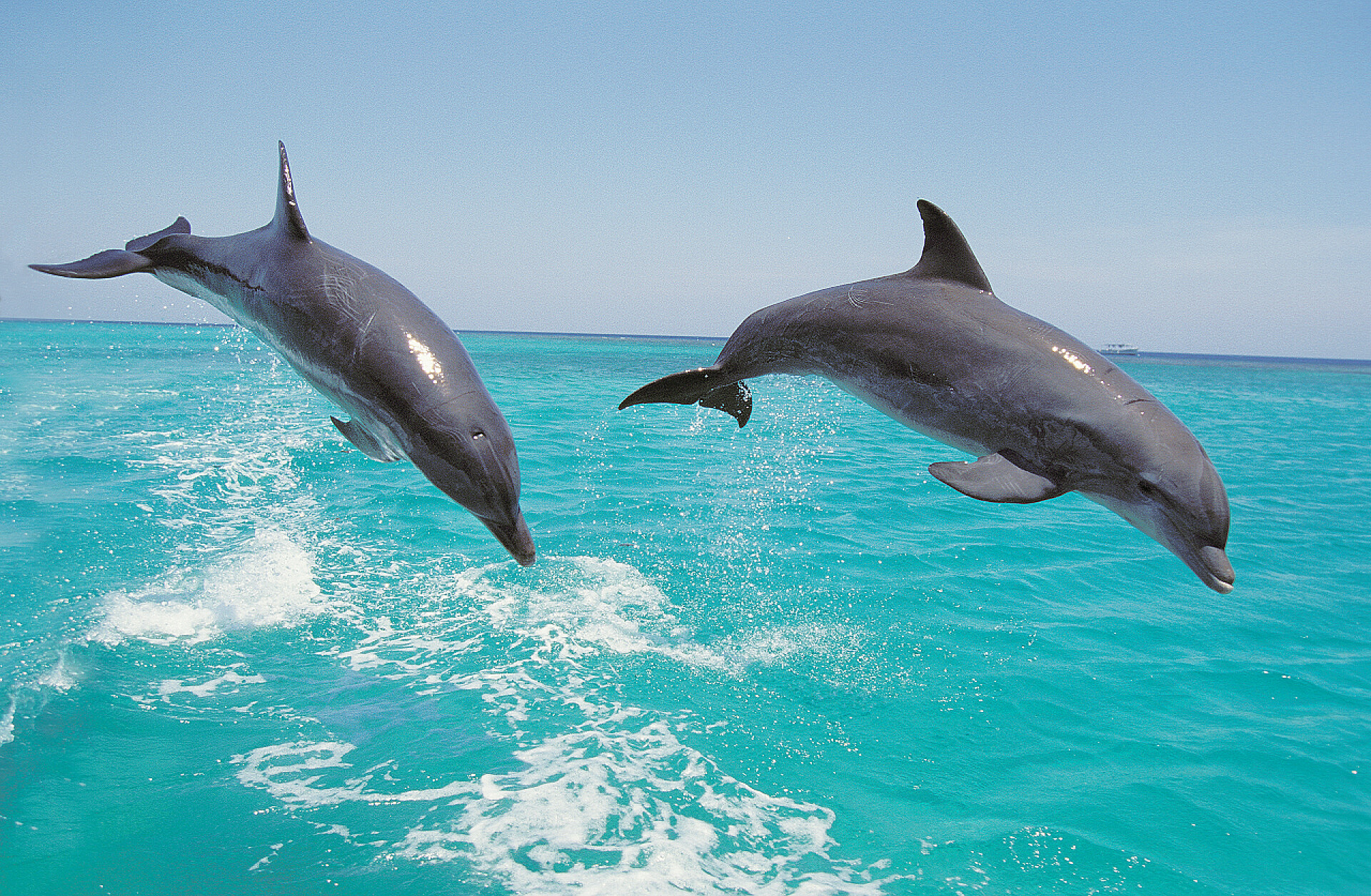 蓝天下海水里的两只海豚Bottlenose Dolphin, tursiops truncatus, Pair Leaping, Honduras  